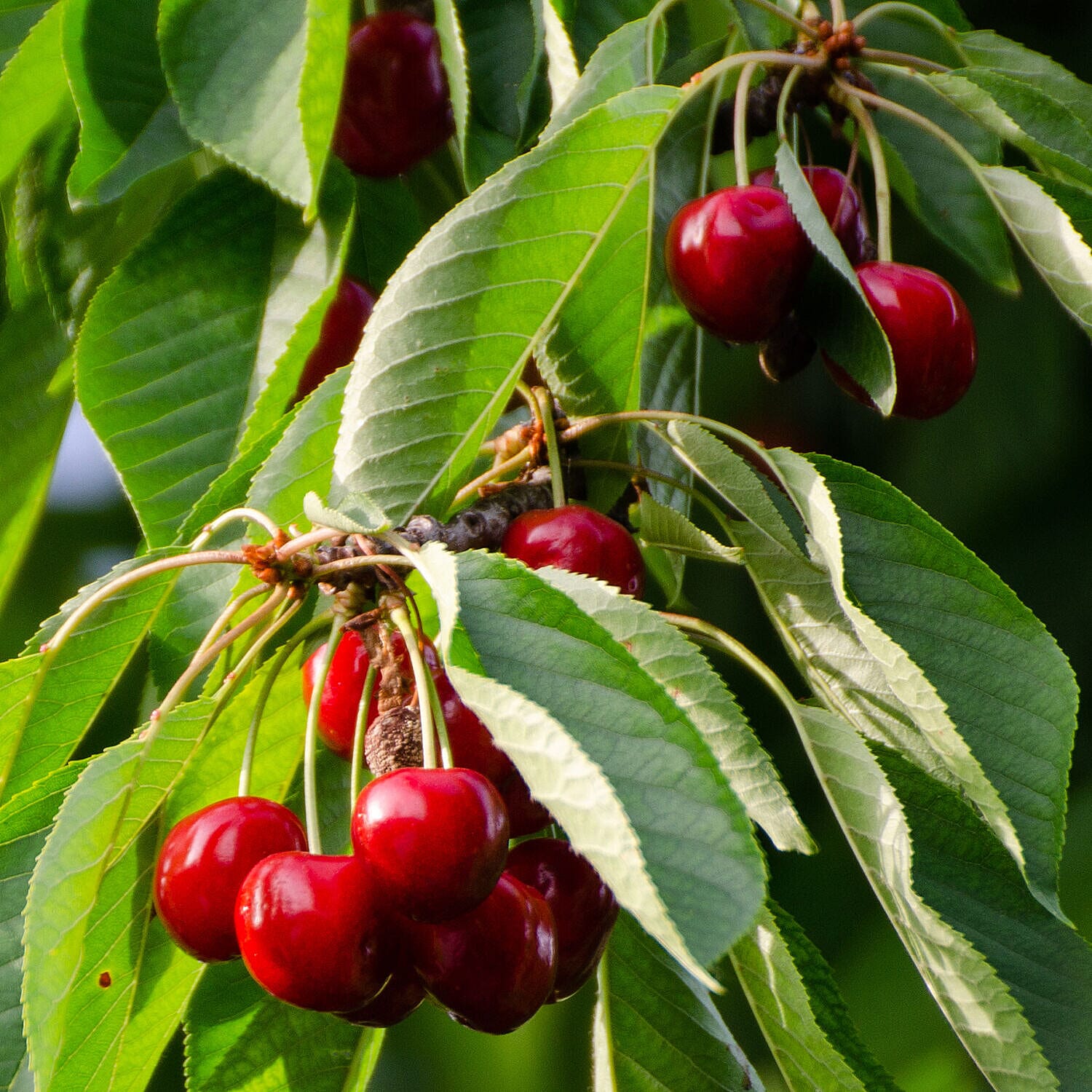 Collection of Columnar Bare Root Fruit Trees - Apple, Pear & Cherry