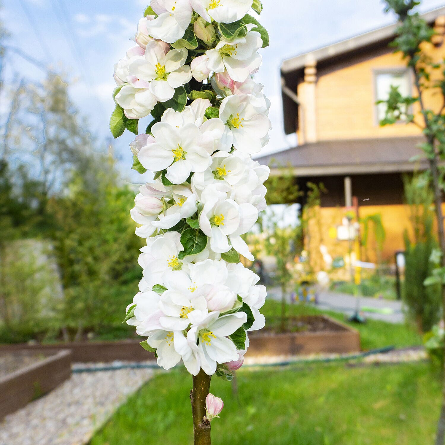 Collection of Columnar Bare Root Fruit Trees - Apple, Pear & Cherry