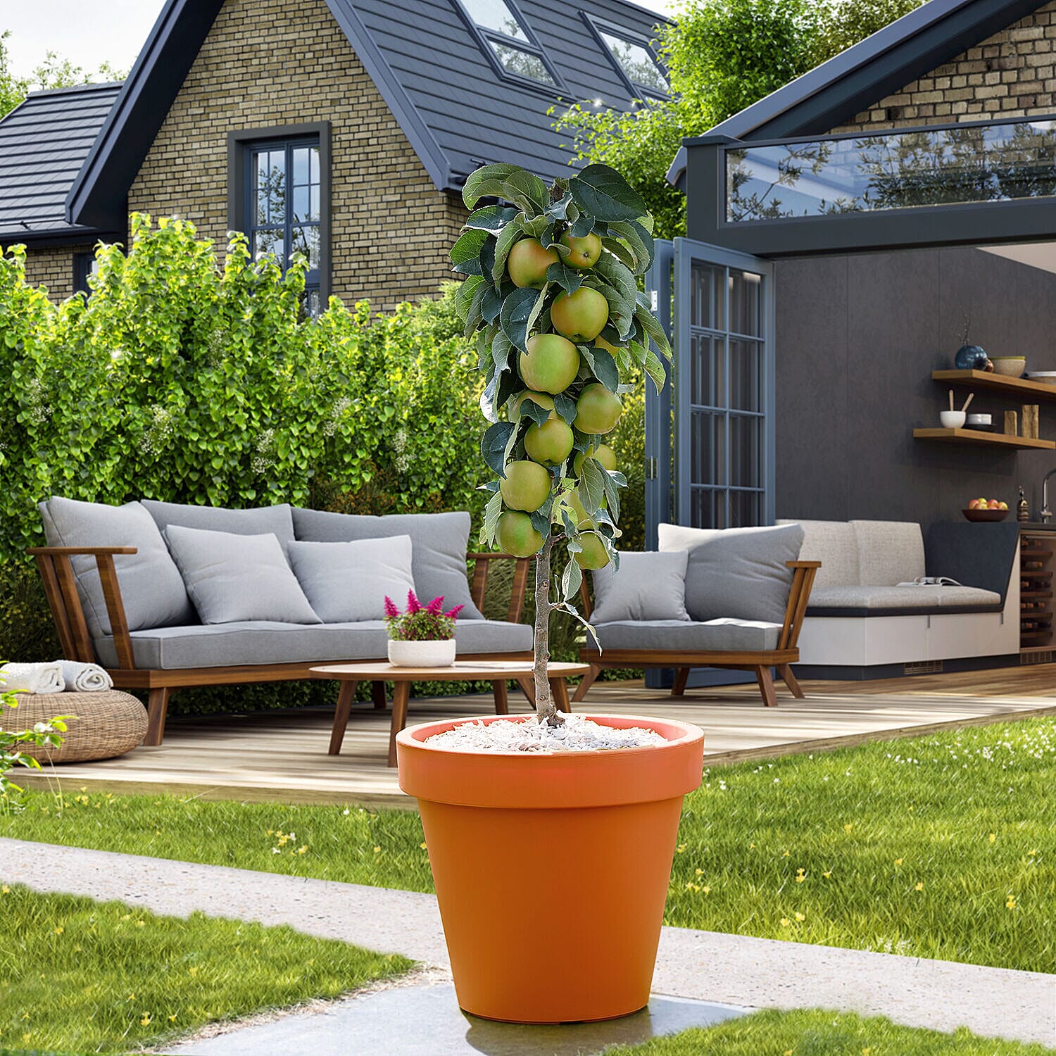 Collection of Columnar Bare Root Fruit Trees - Apple, Pear & Cherry