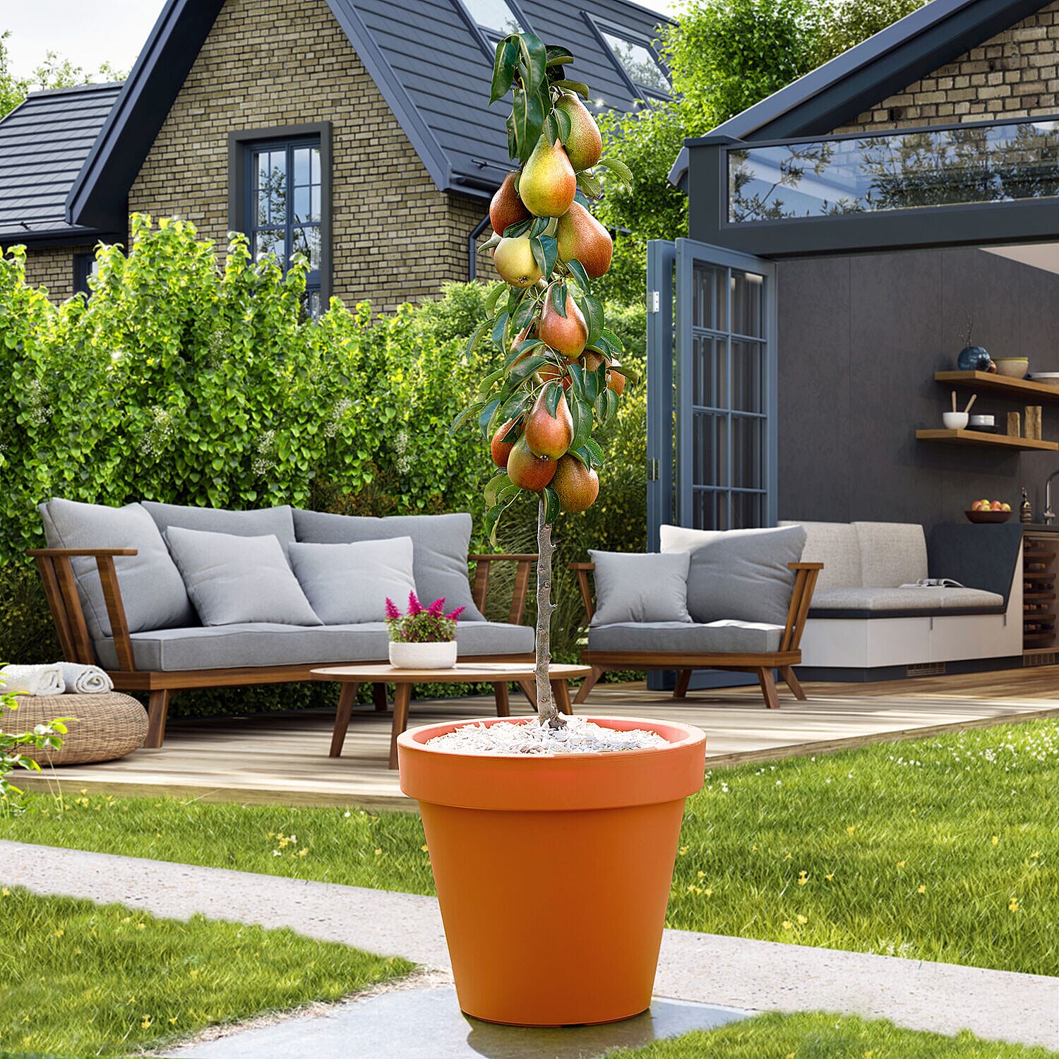 Collection of Columnar Bare Root Fruit Trees - Apple, Pear & Cherry