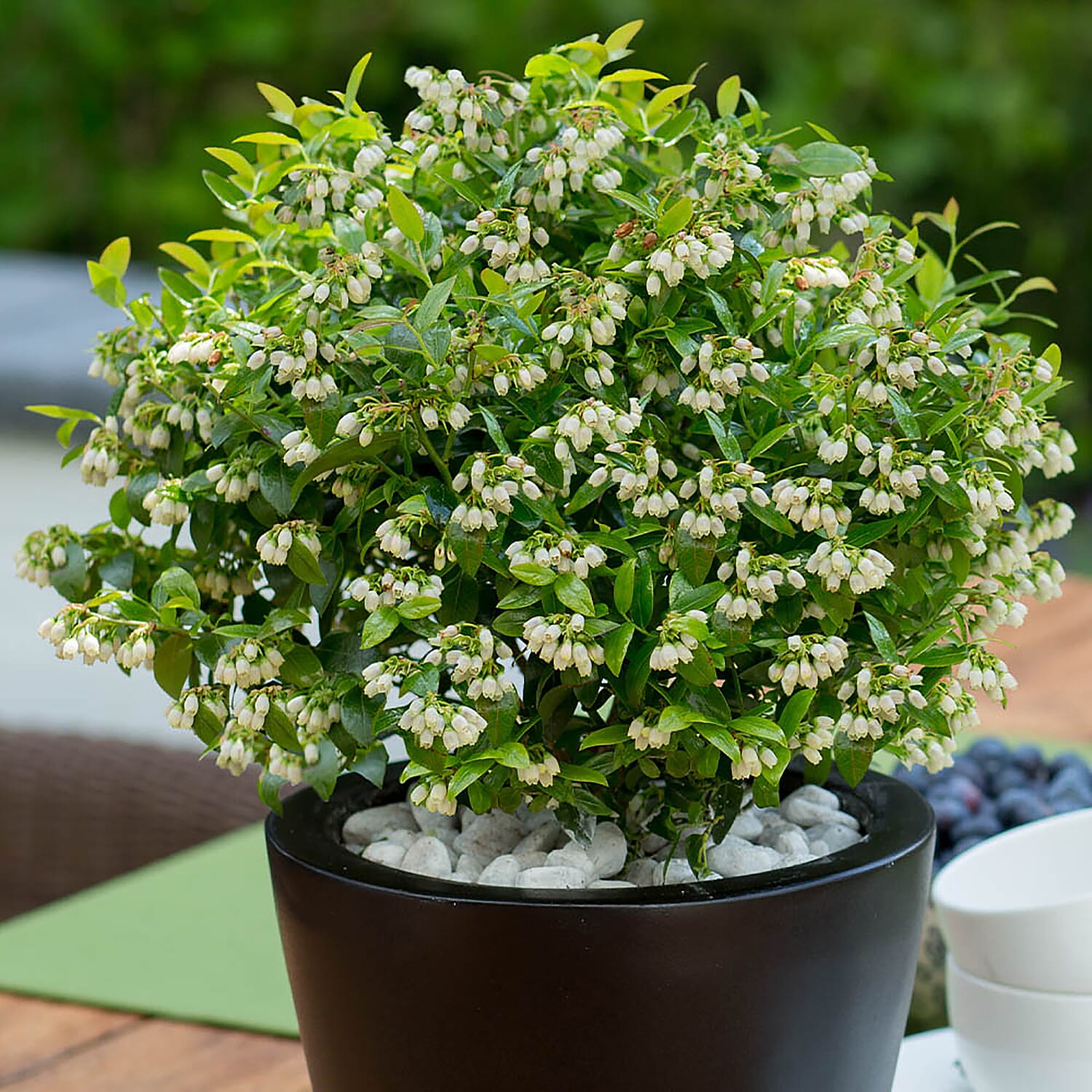 3 Patio Blueberry Berrybux - Hardy Superfruit