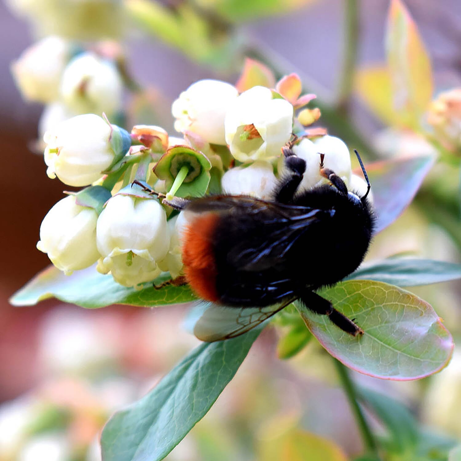 3 Patio Blueberry Berrybux - Hardy Superfruit