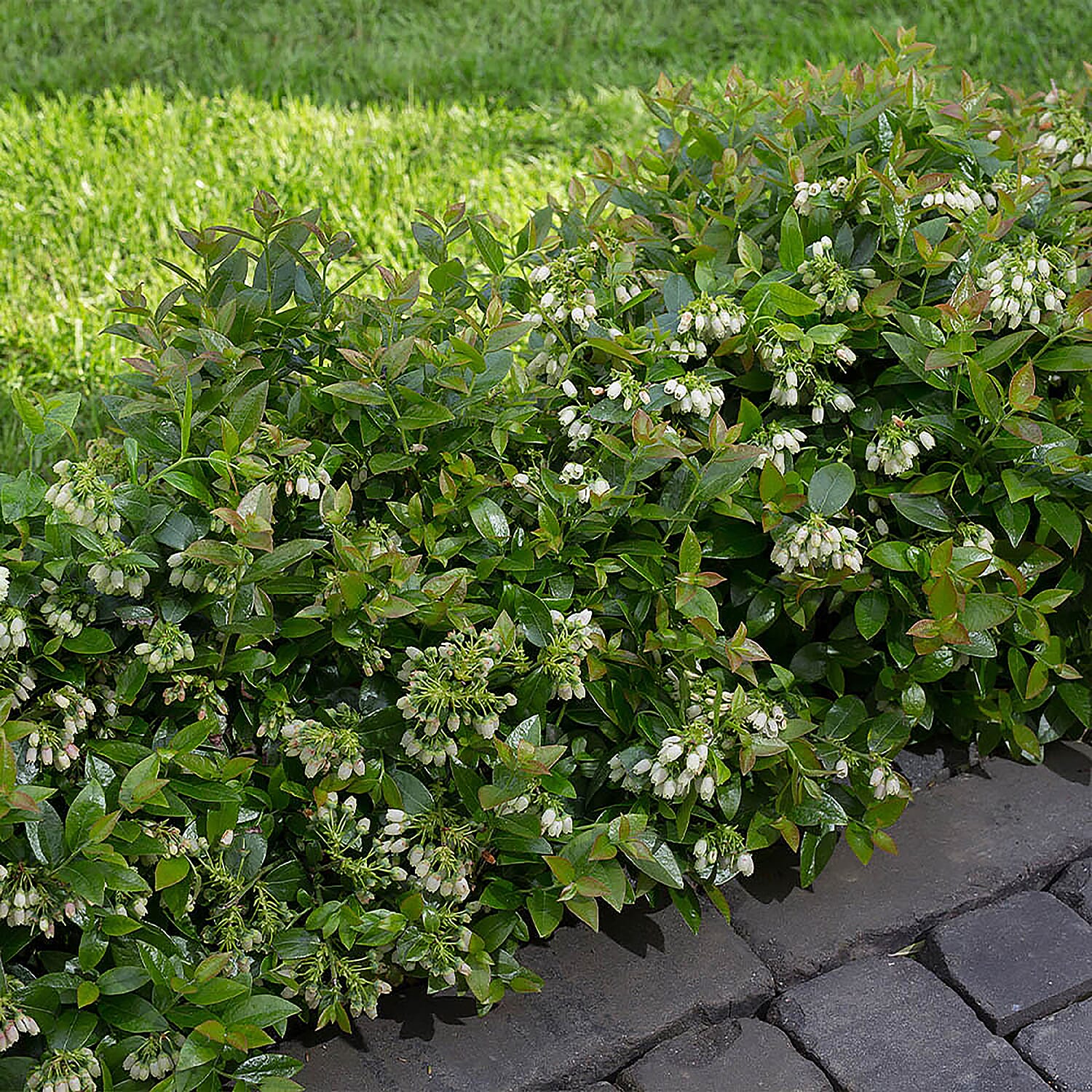 3 Patio Blueberry Berrybux - Hardy Superfruit