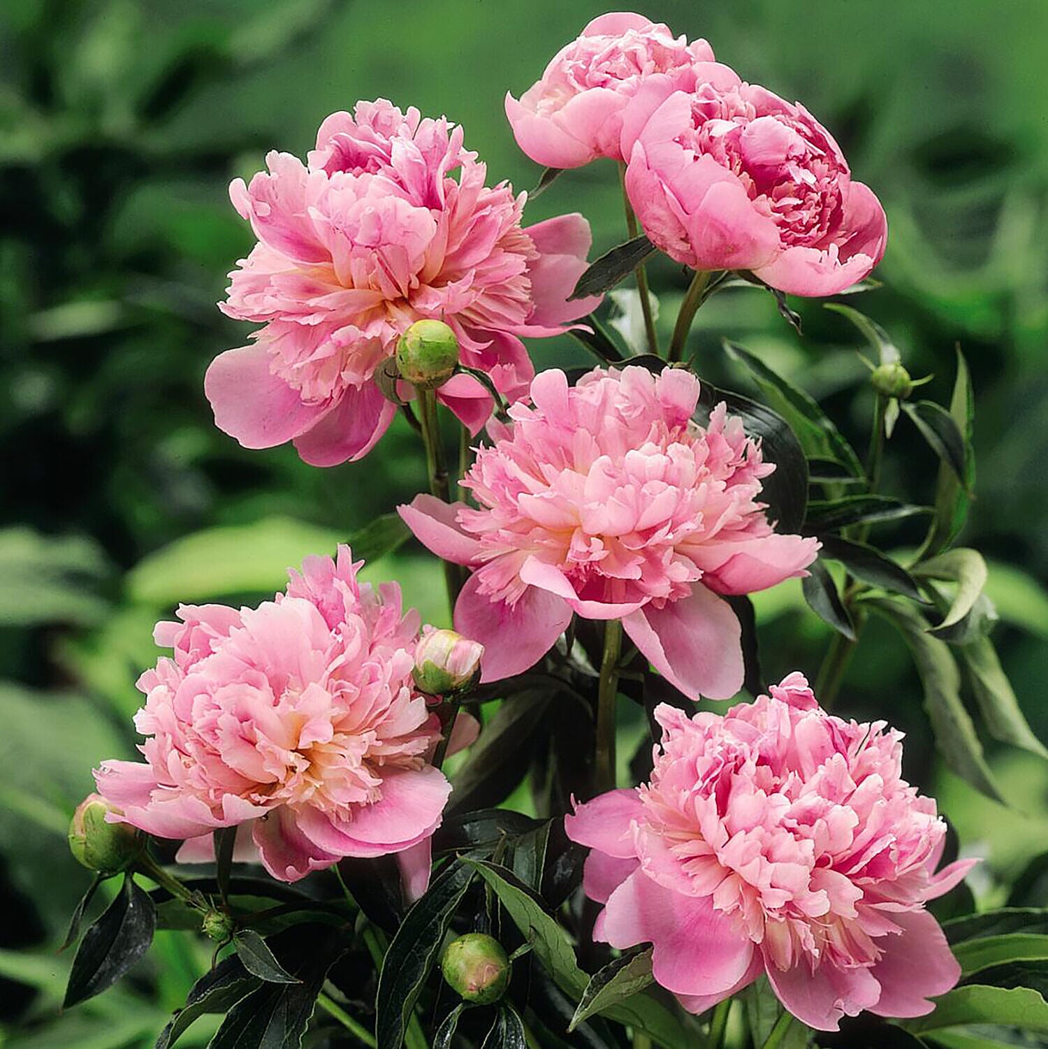 Set of 3 Bare Root Peonies Sarah Bernhardt