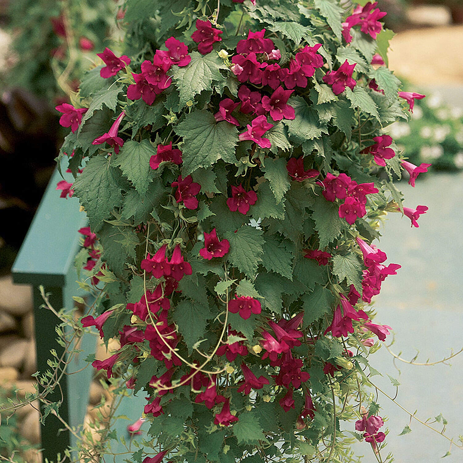 Pack of 6 Lofos Burgundy Wine Plug Plants