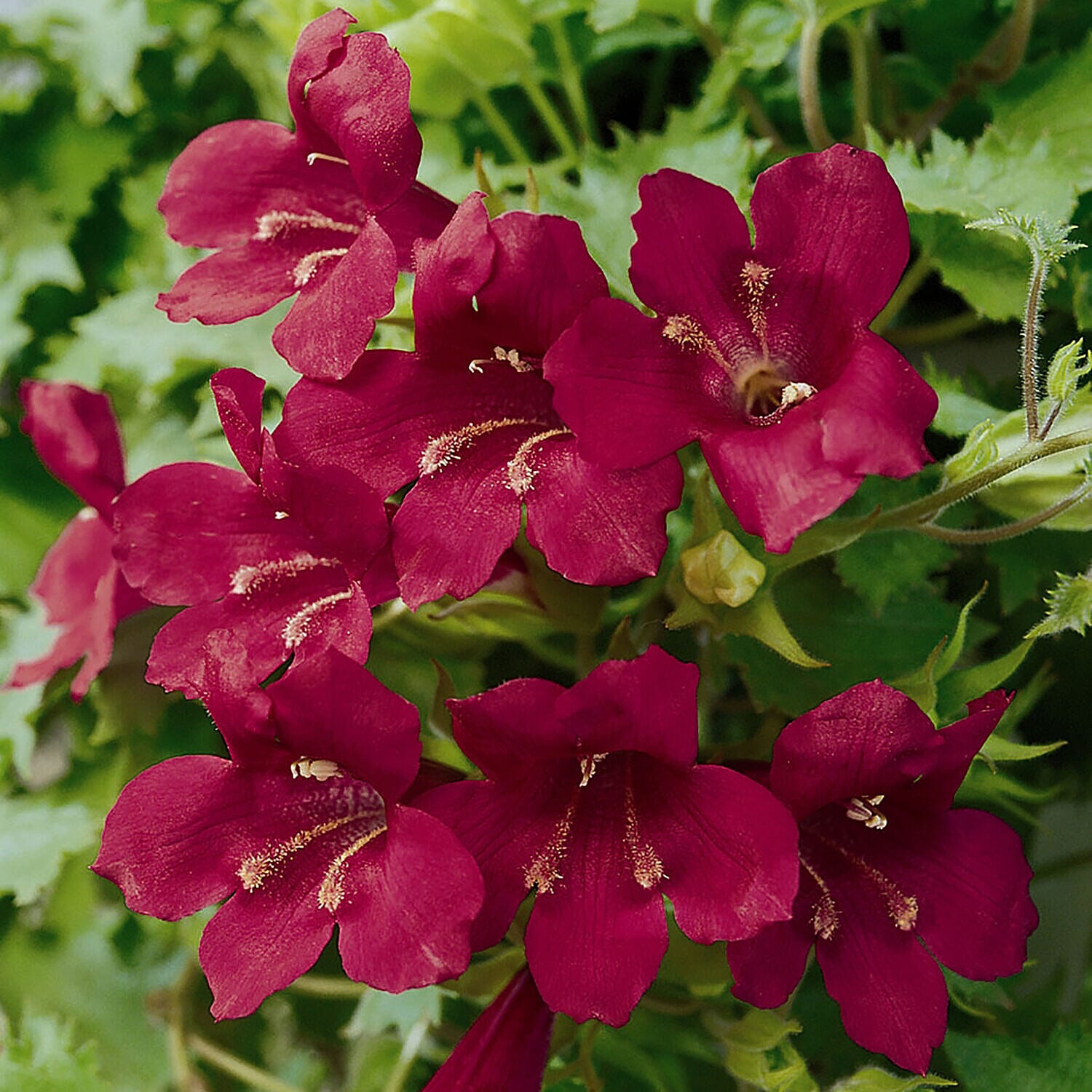 Pack of 6 Lofos Burgundy Wine Plug Plants