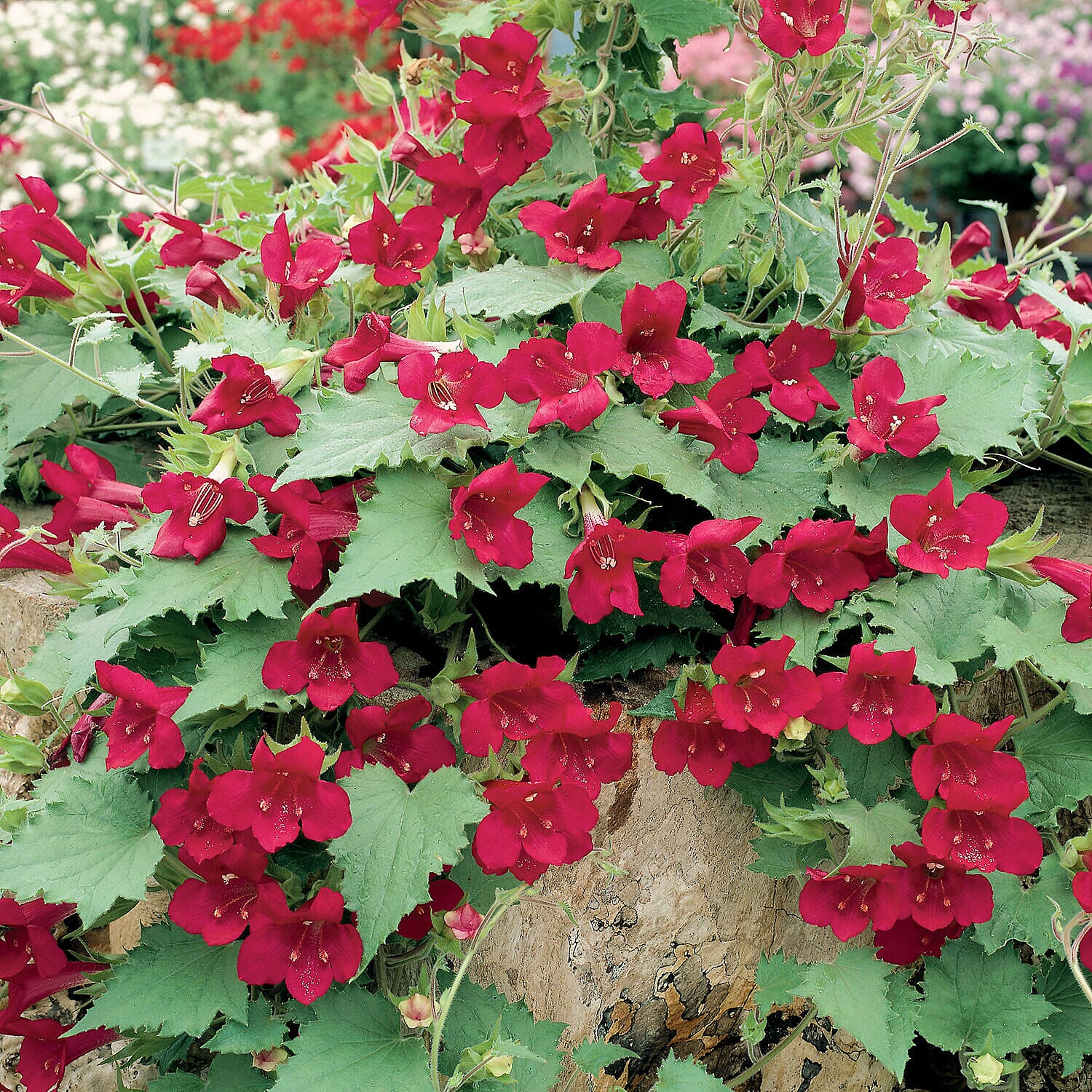 Pack of 6 Lofos Burgundy Wine Plug Plants