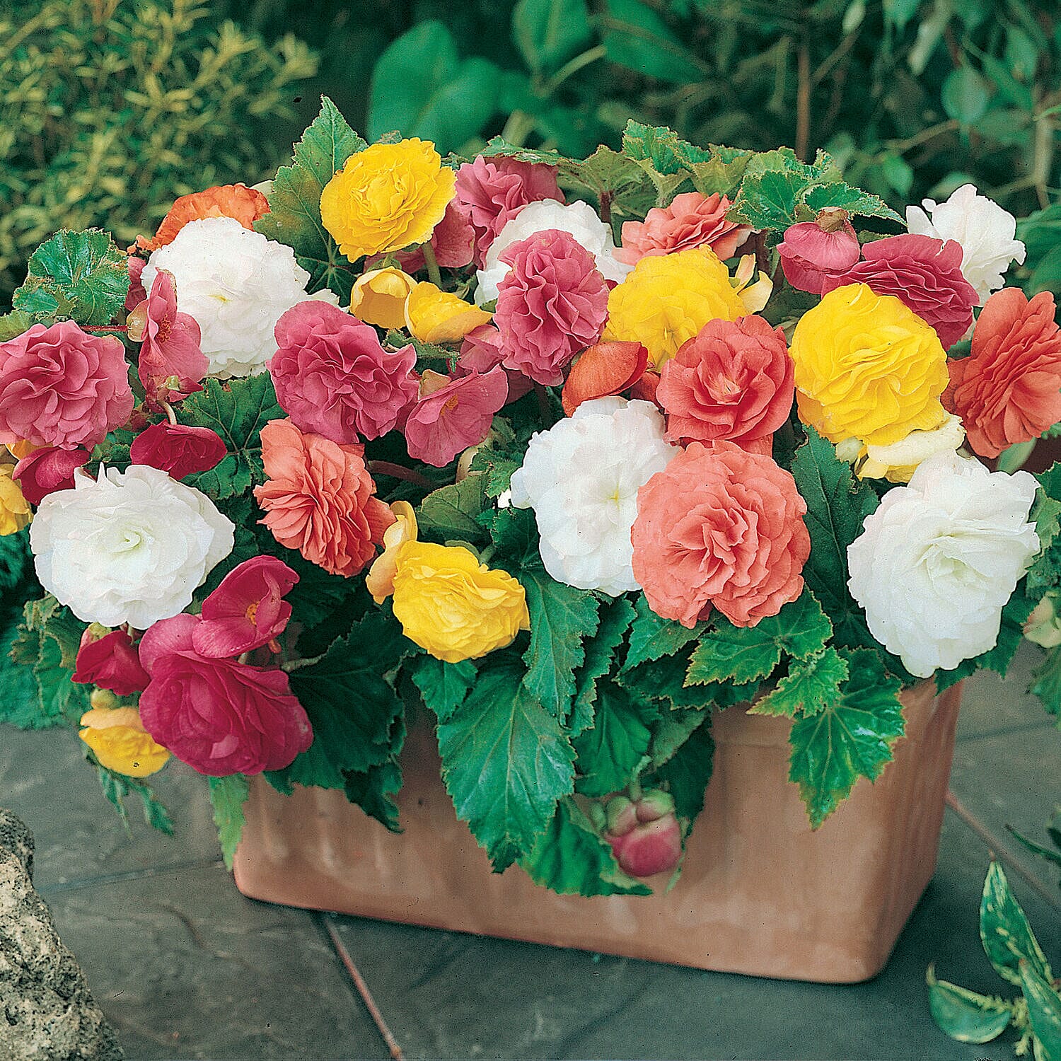 20 Tubers of Belgian Giant Begonias Upright and Trailing