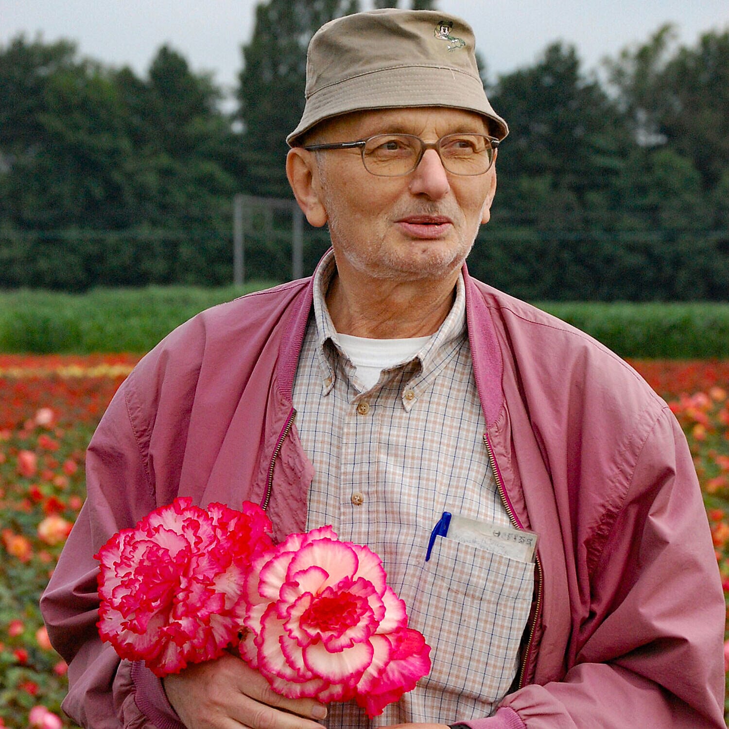 20 Tubers of Belgian Giant Begonias Upright and Trailing