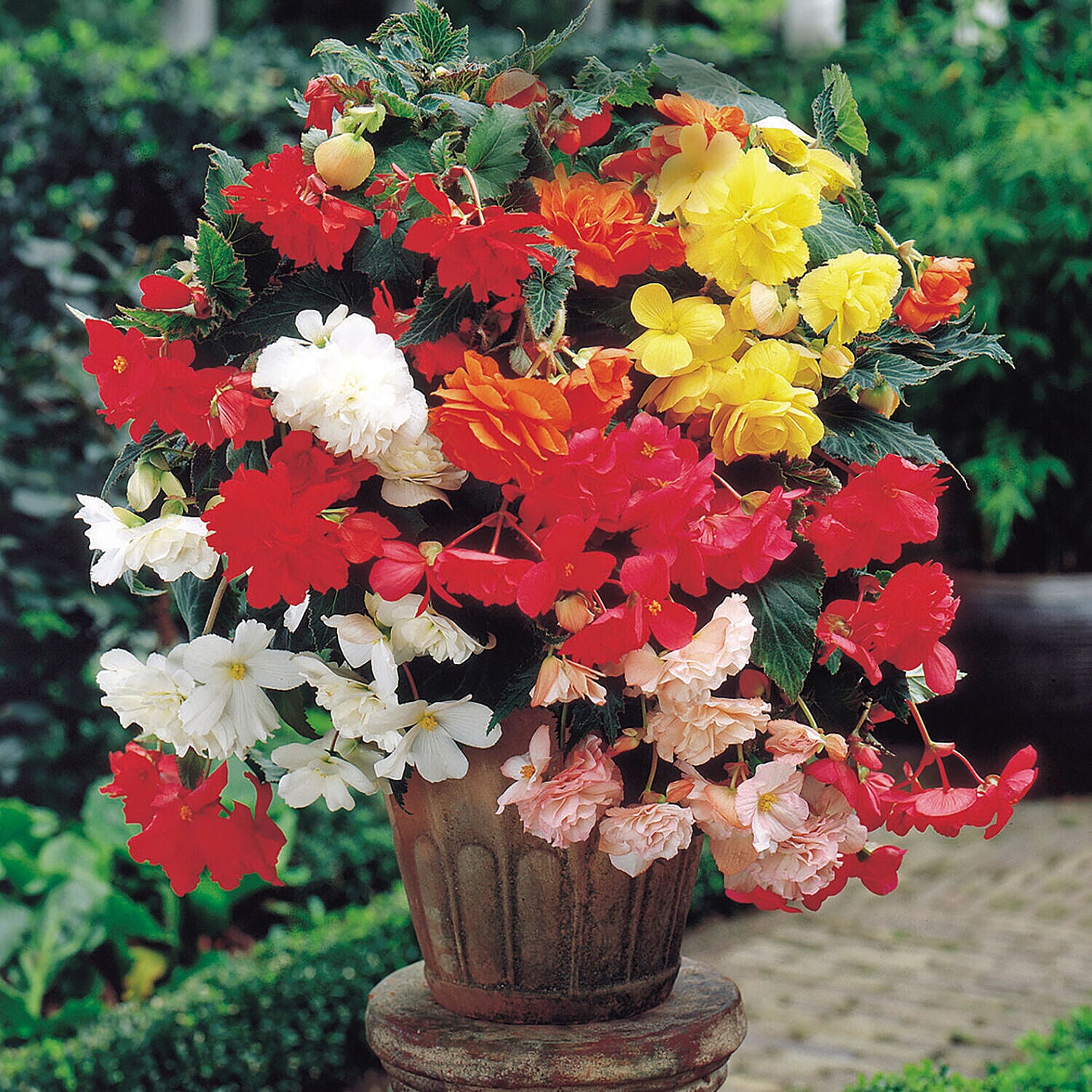 20 Tubers of Belgian Giant Begonias Upright and Trailing