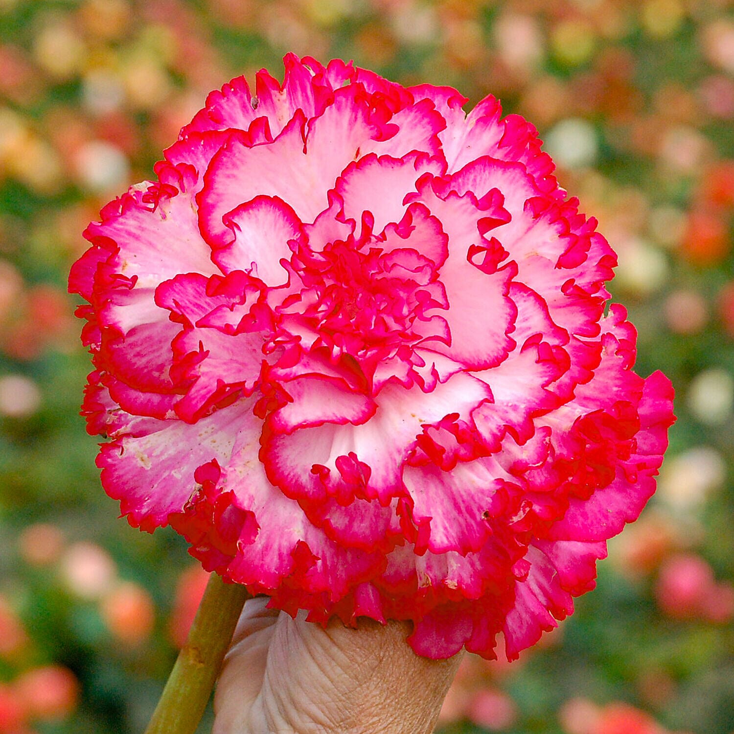 20 Tubers of Belgian Giant Begonias Upright and Trailing