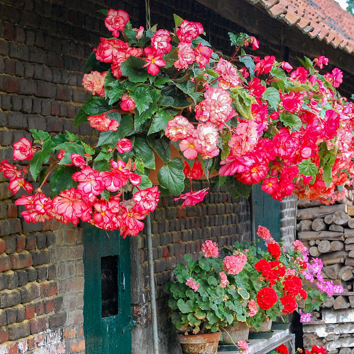 20 Tubers of Belgian Giant Begonias Upright and Trailing