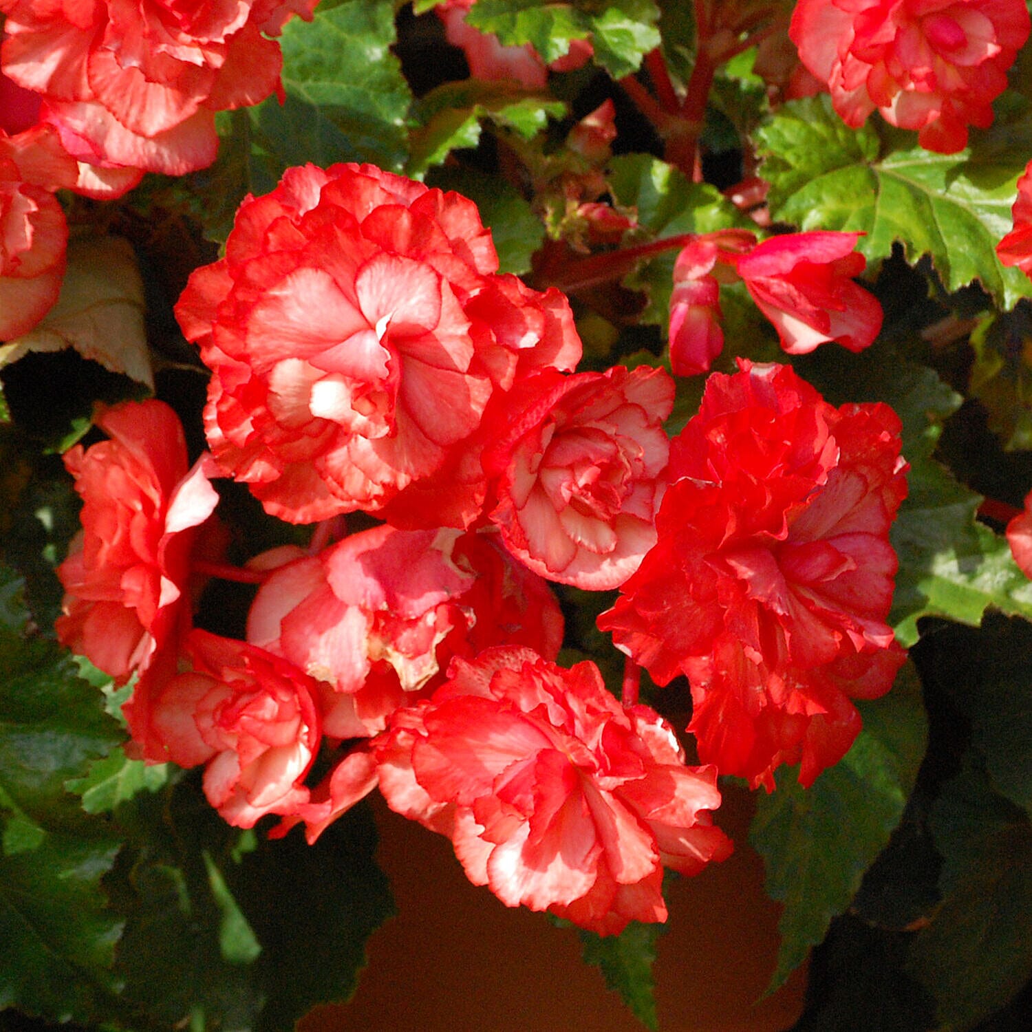20 Tubers of Belgian Giant Begonias Upright and Trailing