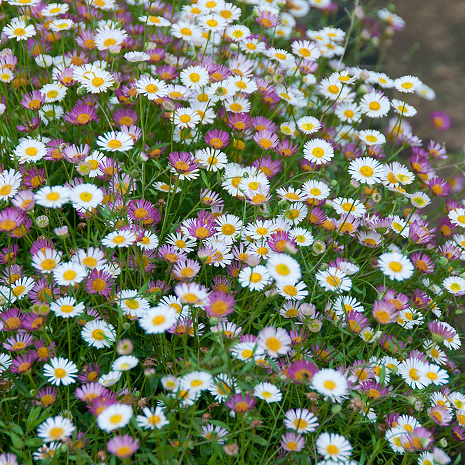 Mexican Fleabane Sea of Blossom - 6 Plug Plants