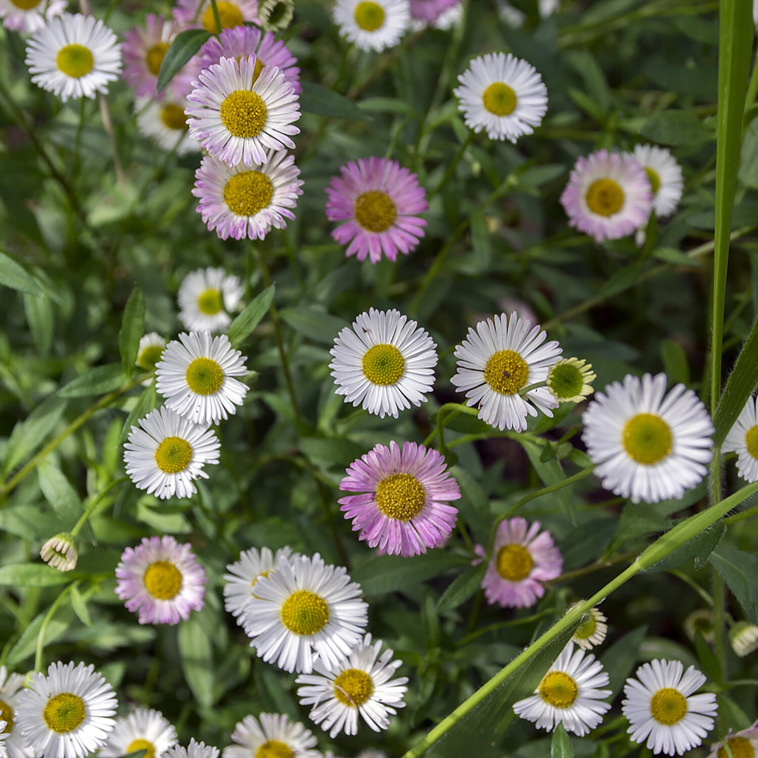 Mexican Fleabane Sea of Blossom - 6 Plug Plants
