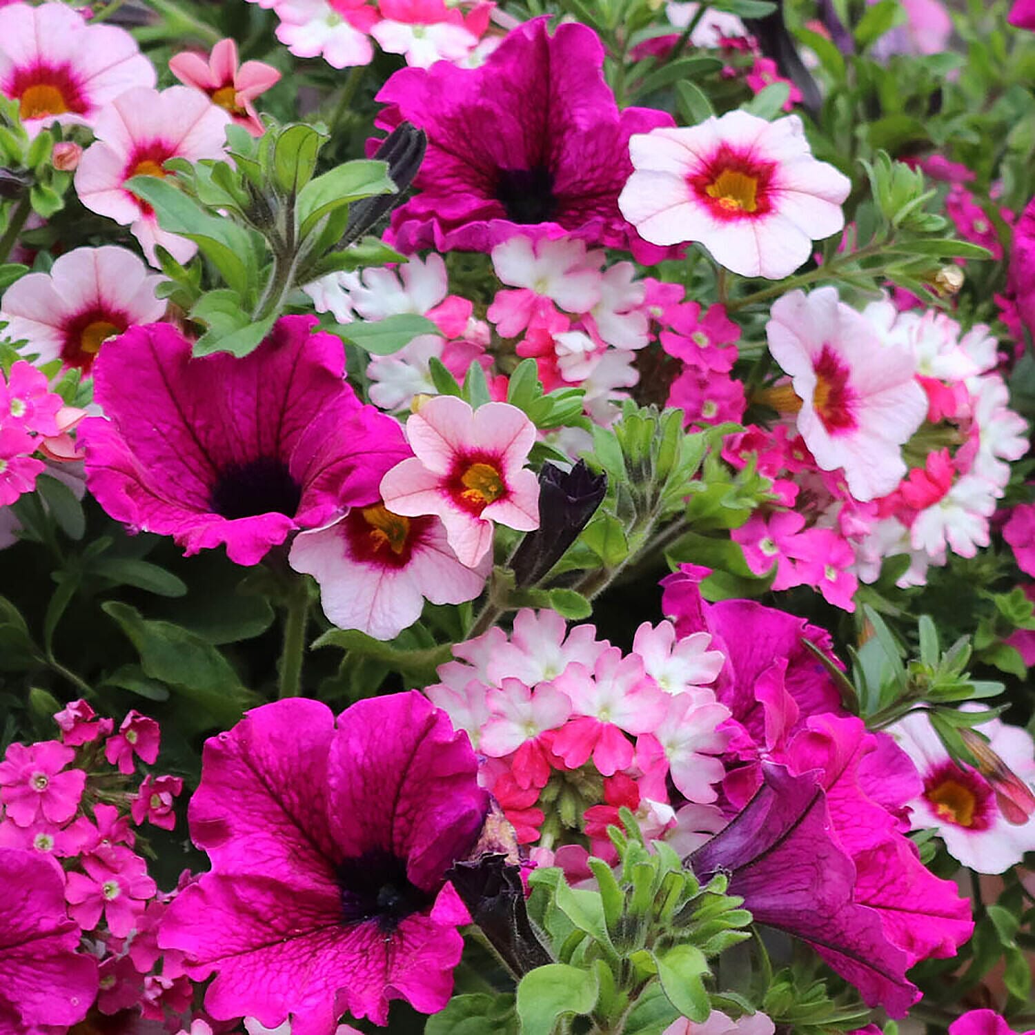 Set of 12 Mixed Hanging Basket Plug Plants - Pink Sensation