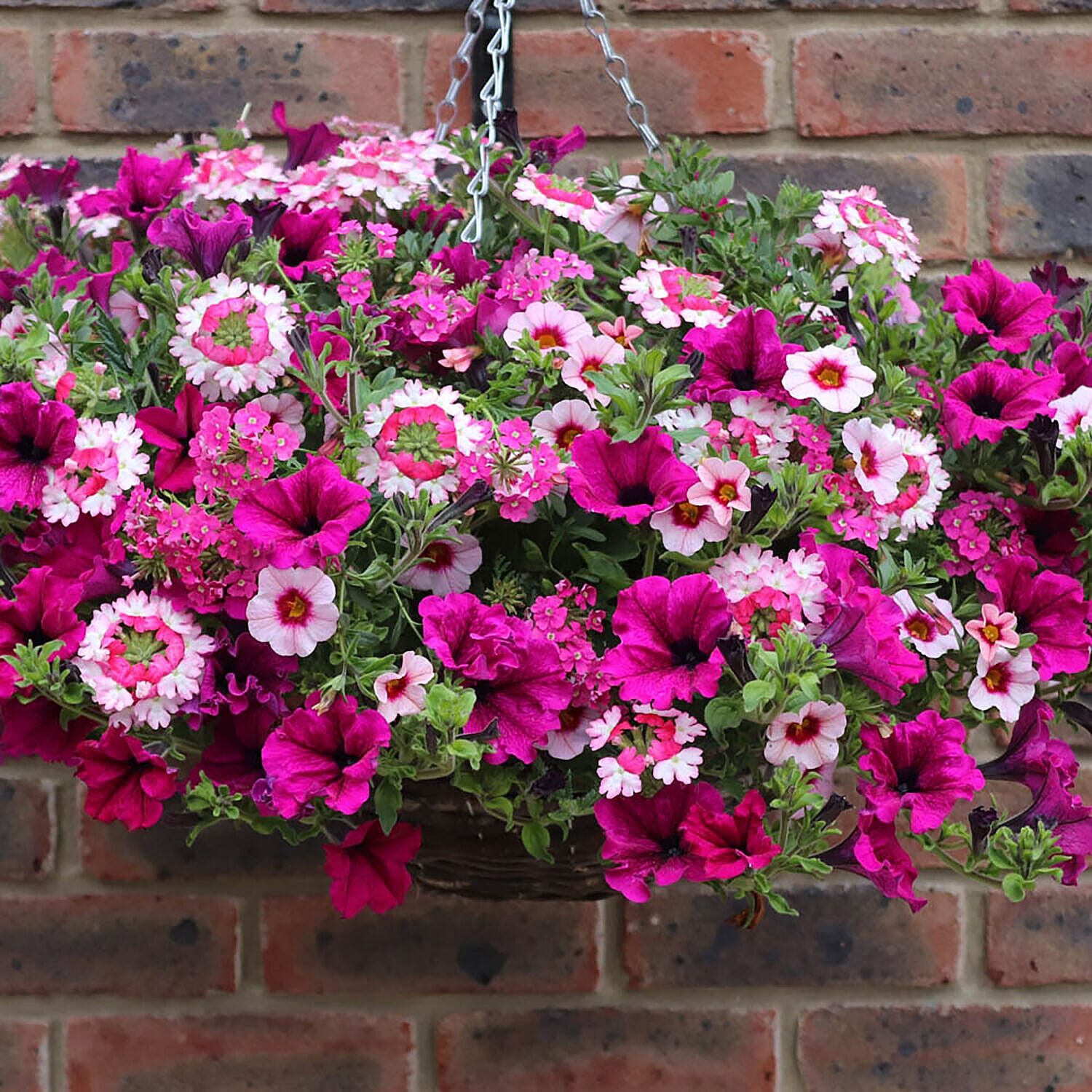 Set of 12 Mixed Hanging Basket Plug Plants - Pink Sensation