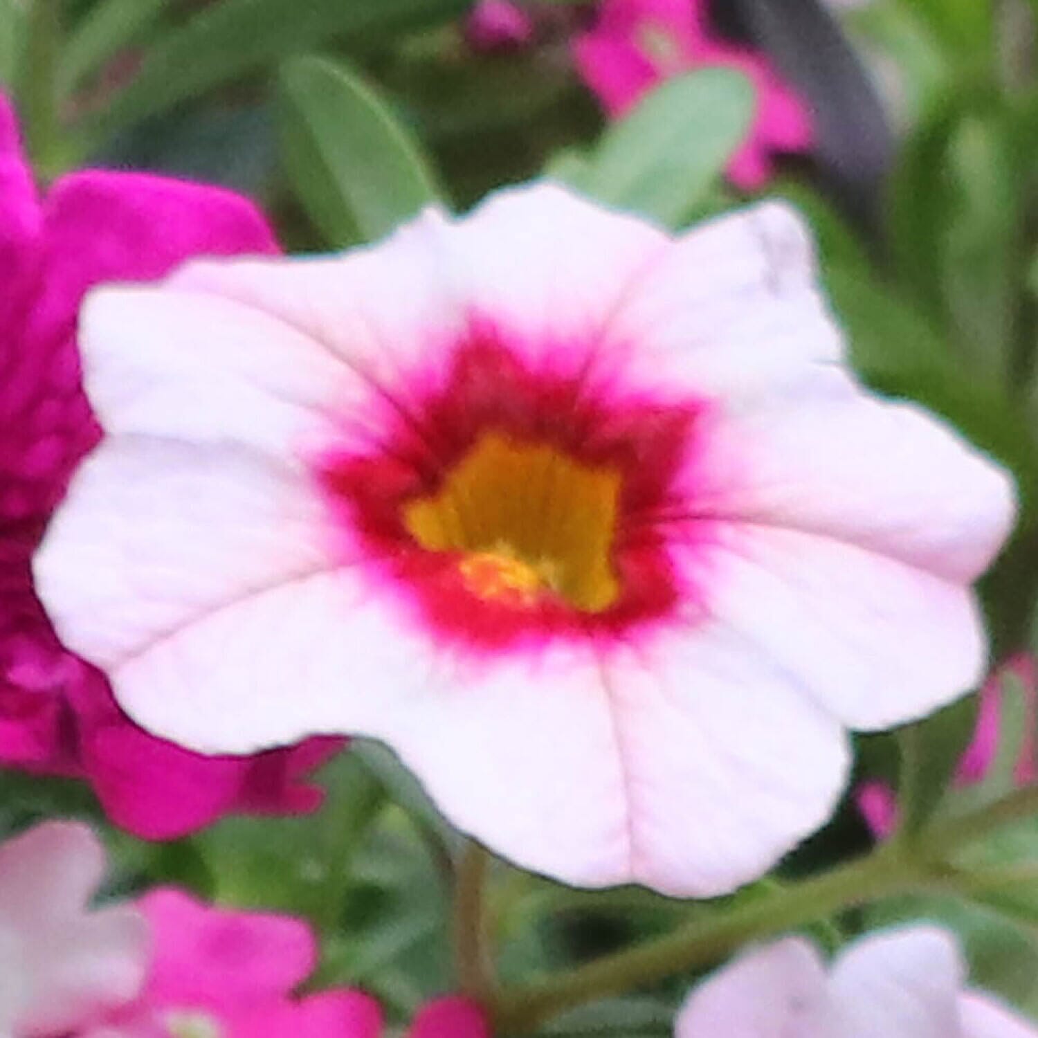 Set of 12 Mixed Hanging Basket Plug Plants - Pink Sensation