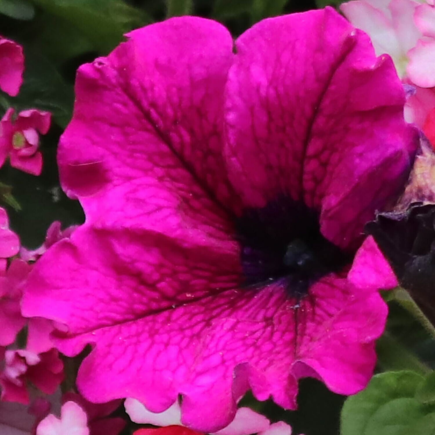 Set of 12 Mixed Hanging Basket Plug Plants - Pink Sensation