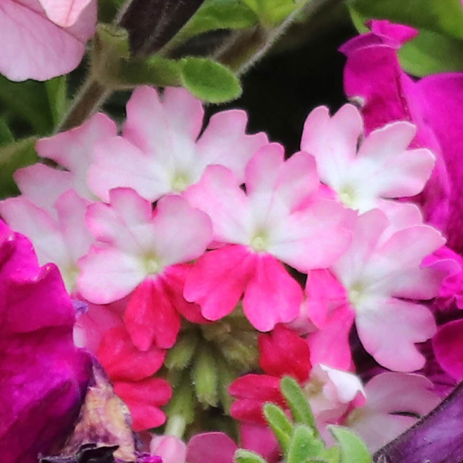 Set of 12 Mixed Hanging Basket Plug Plants - Pink Sensation