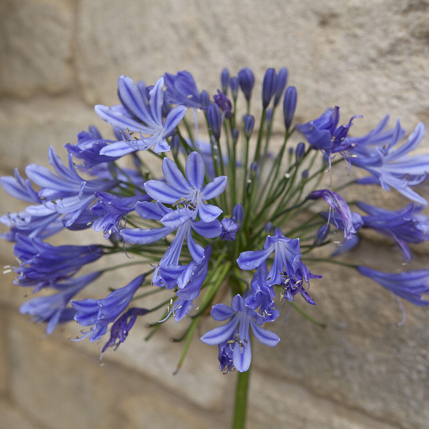 Set of 5 Agapanthus Blue Bare Roots