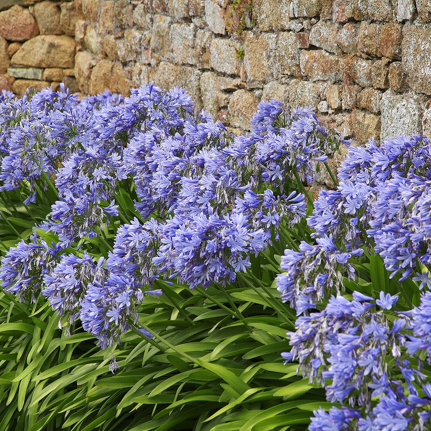 Set of 5 Agapanthus Blue Bare Roots