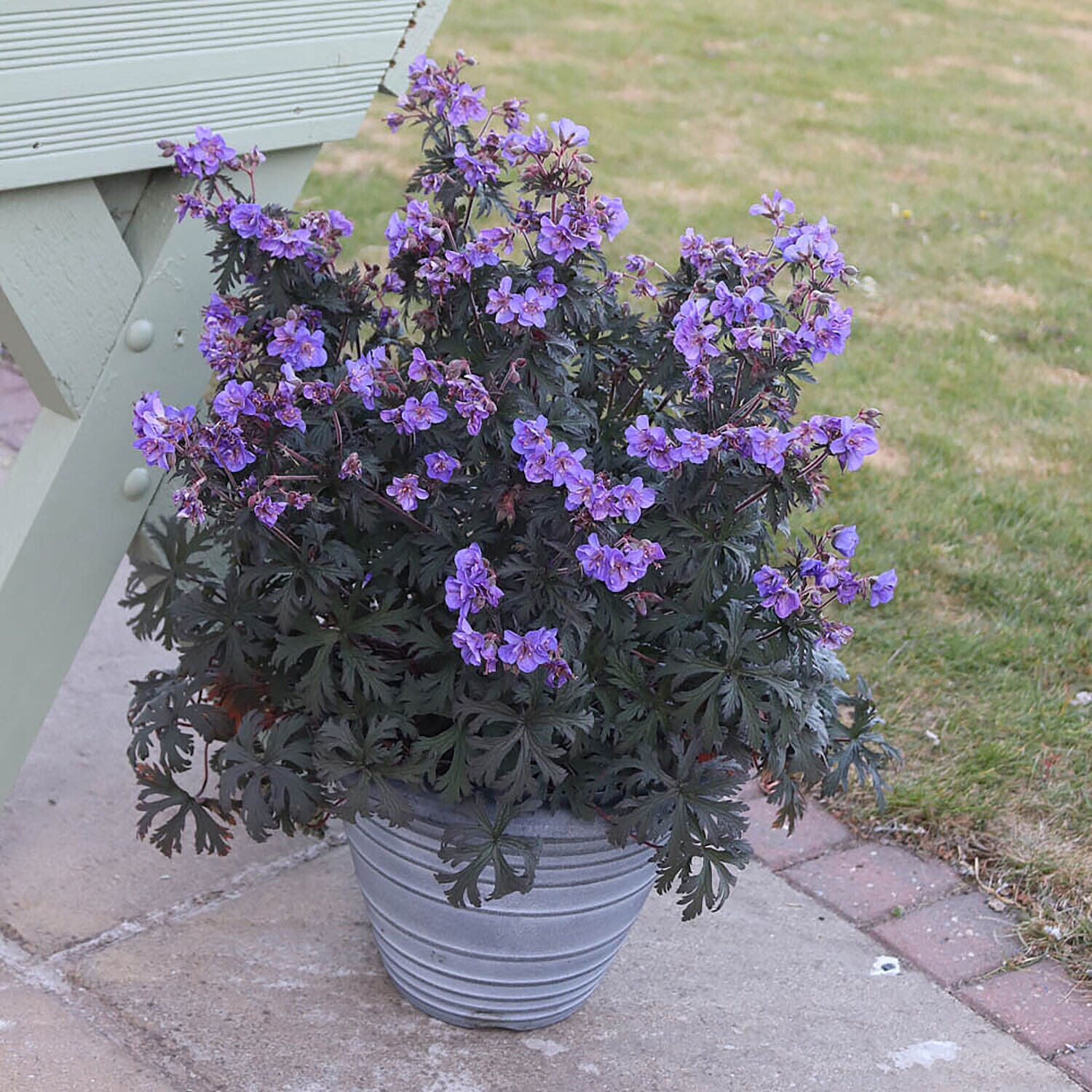 Set of 3 Hardy Geraniums - Storm Cloud