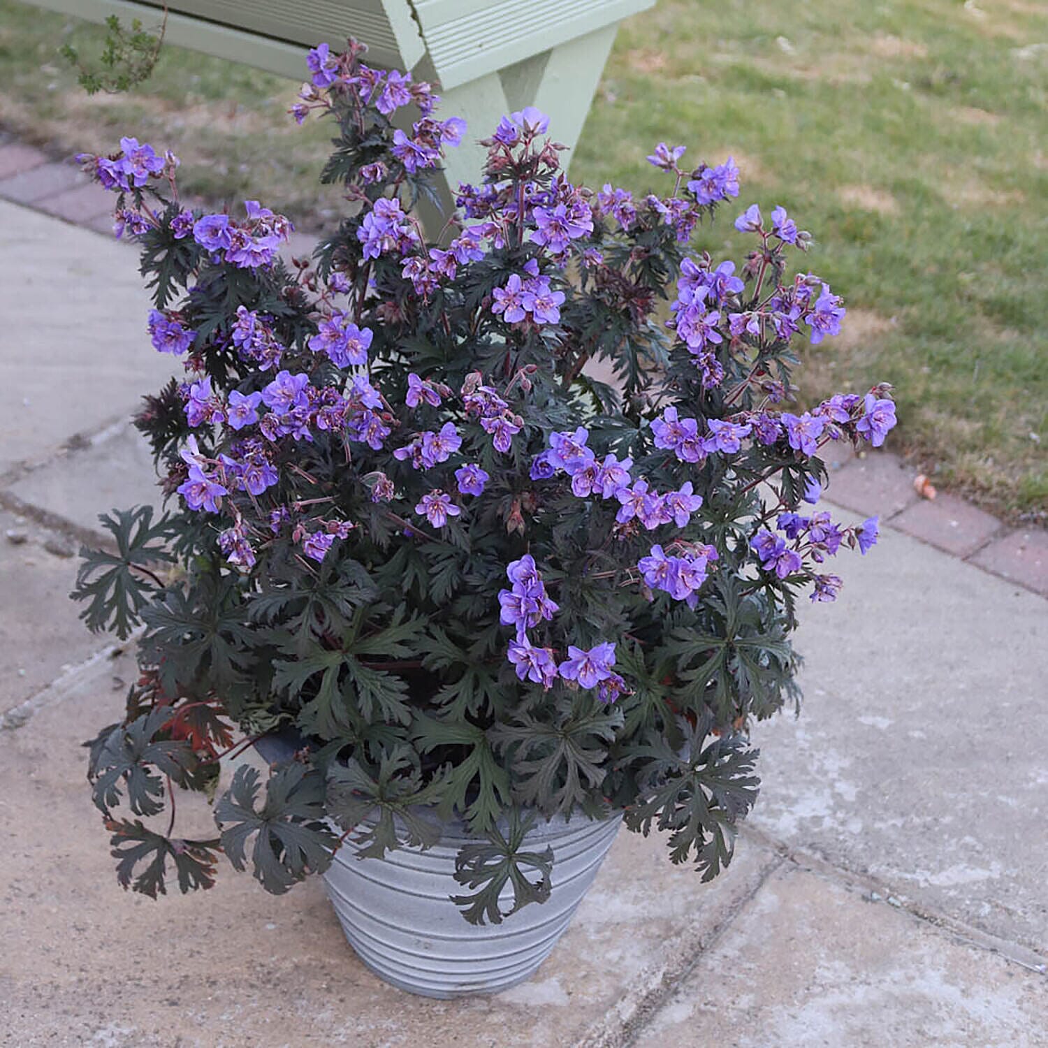 Set of 3 Hardy Geraniums - Storm Cloud