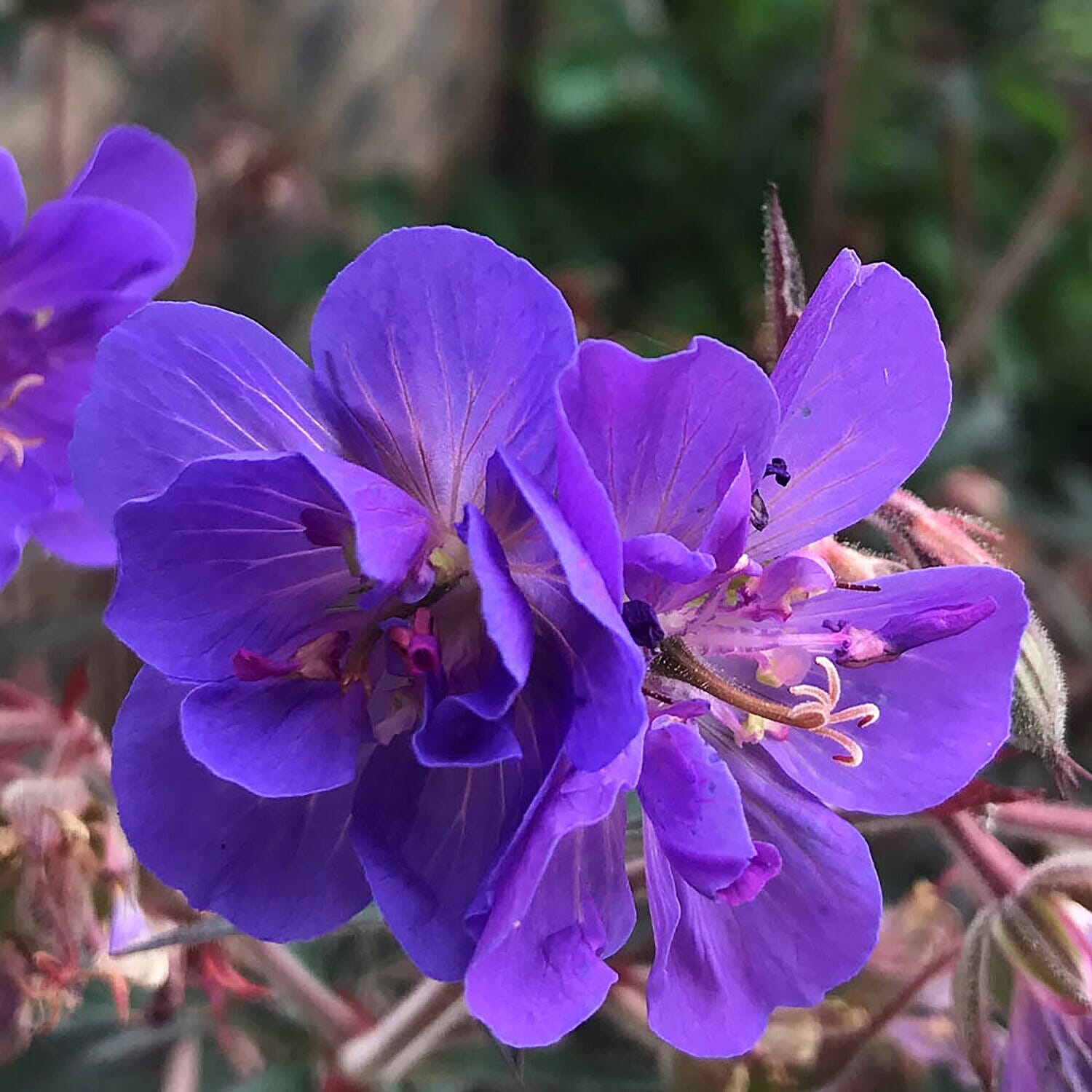 Set of 3 Hardy Geraniums - Storm Cloud