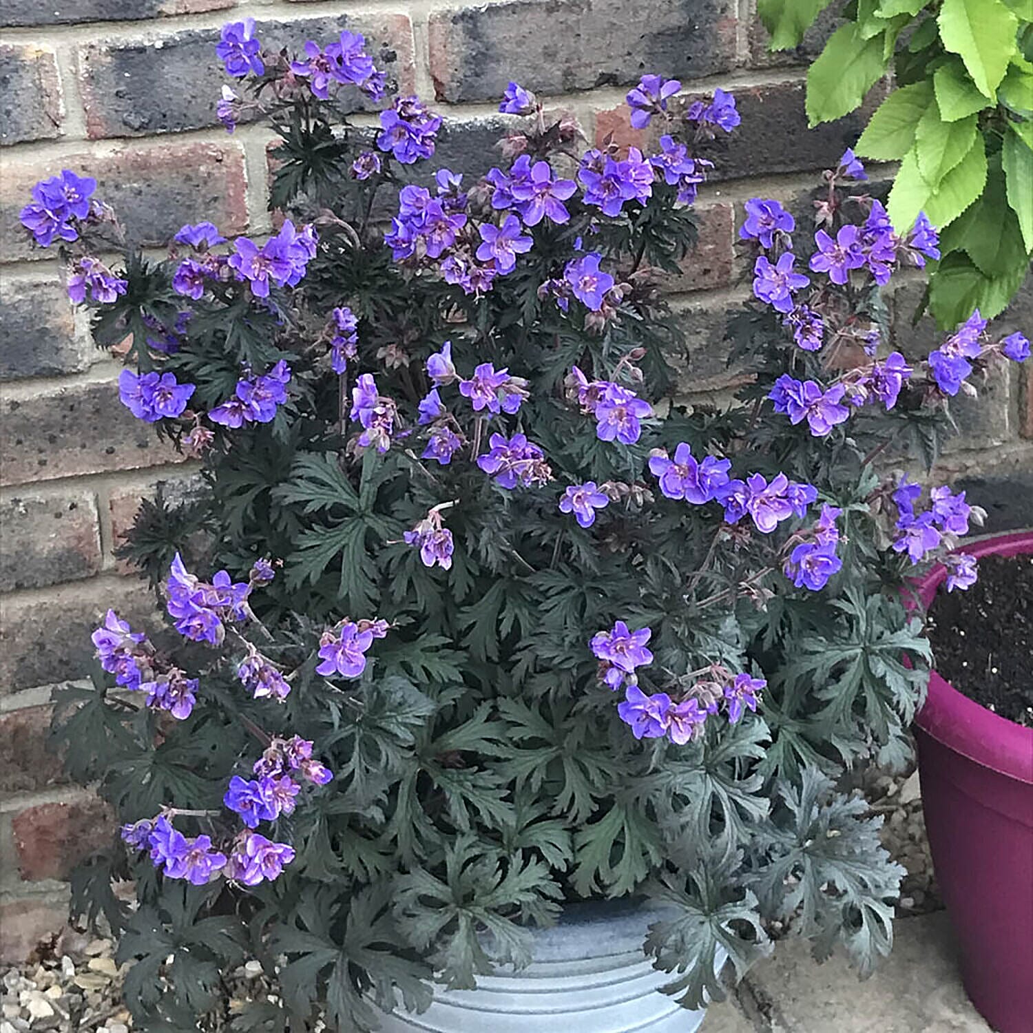 Set of 3 Hardy Geraniums - Storm Cloud