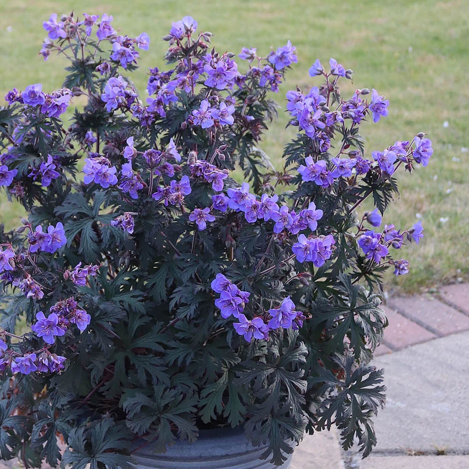 Set of 3 Hardy Geraniums - Storm Cloud