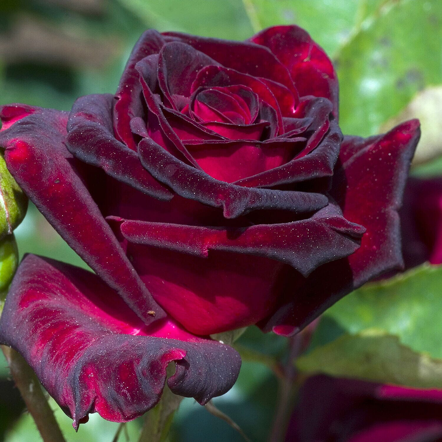 Rose Black Baccara Bare Root