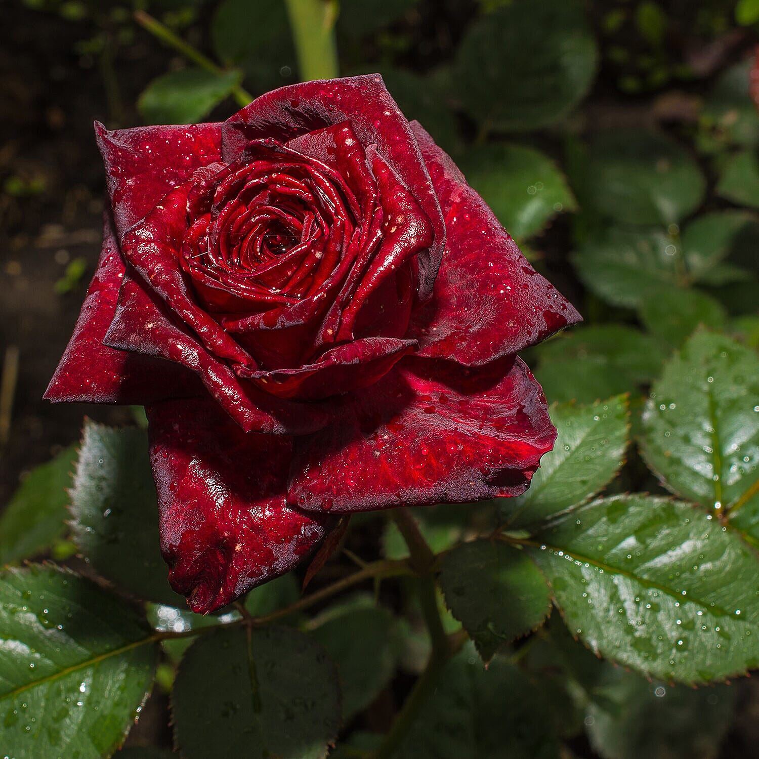 Rose Black Baccara Bare Root