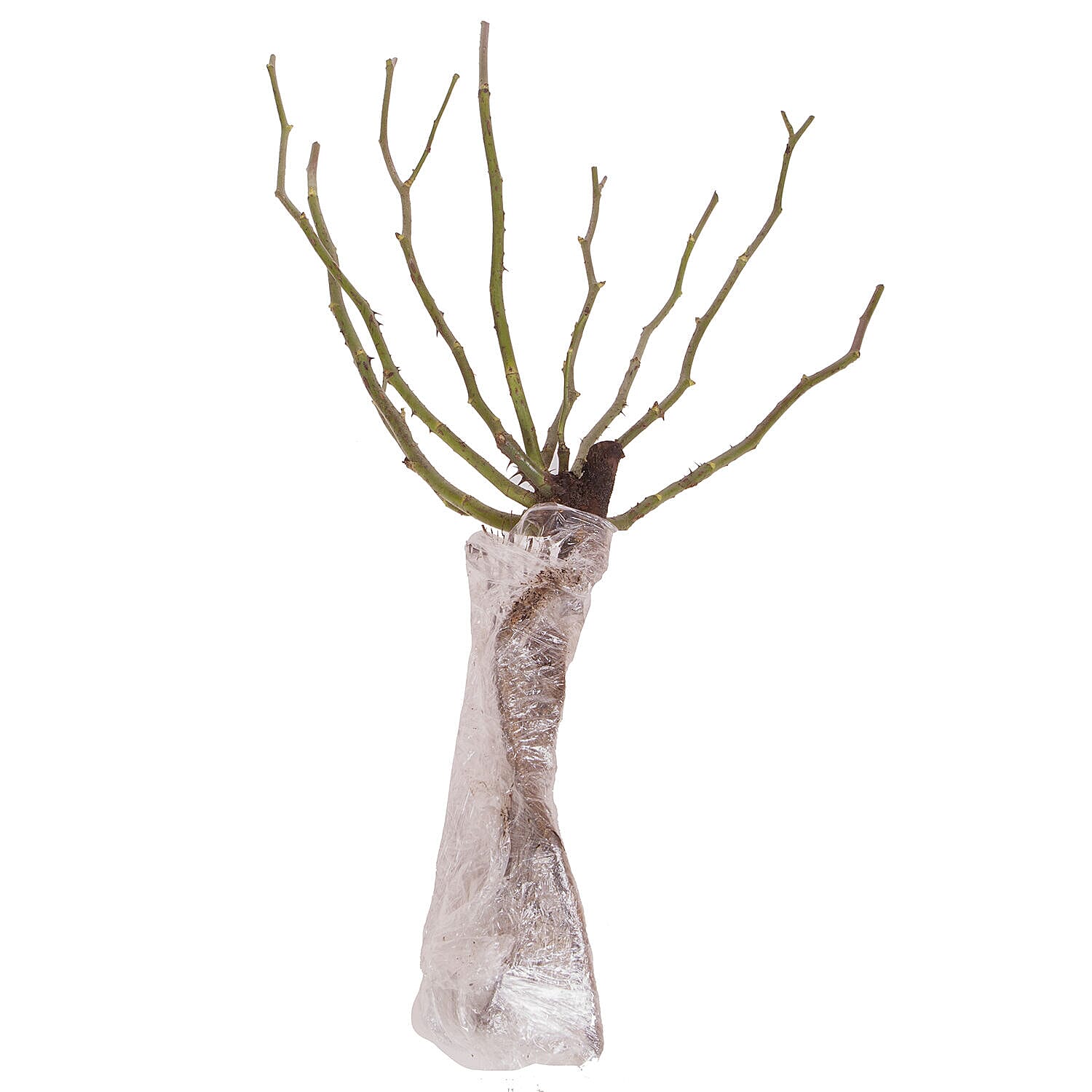 Rose Black Baccara Bare Root