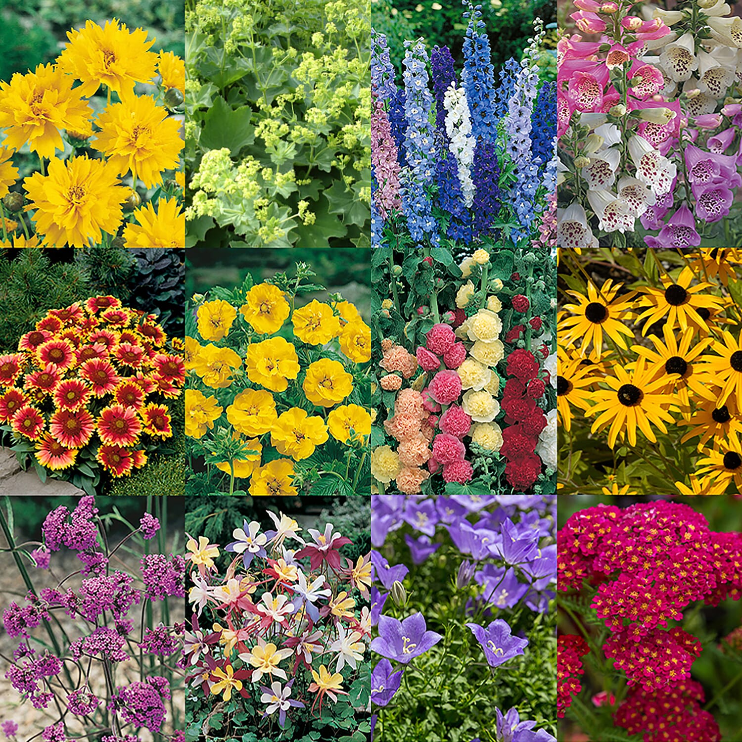 Collection of 12 Flowering Cottage Garden Plug Plants