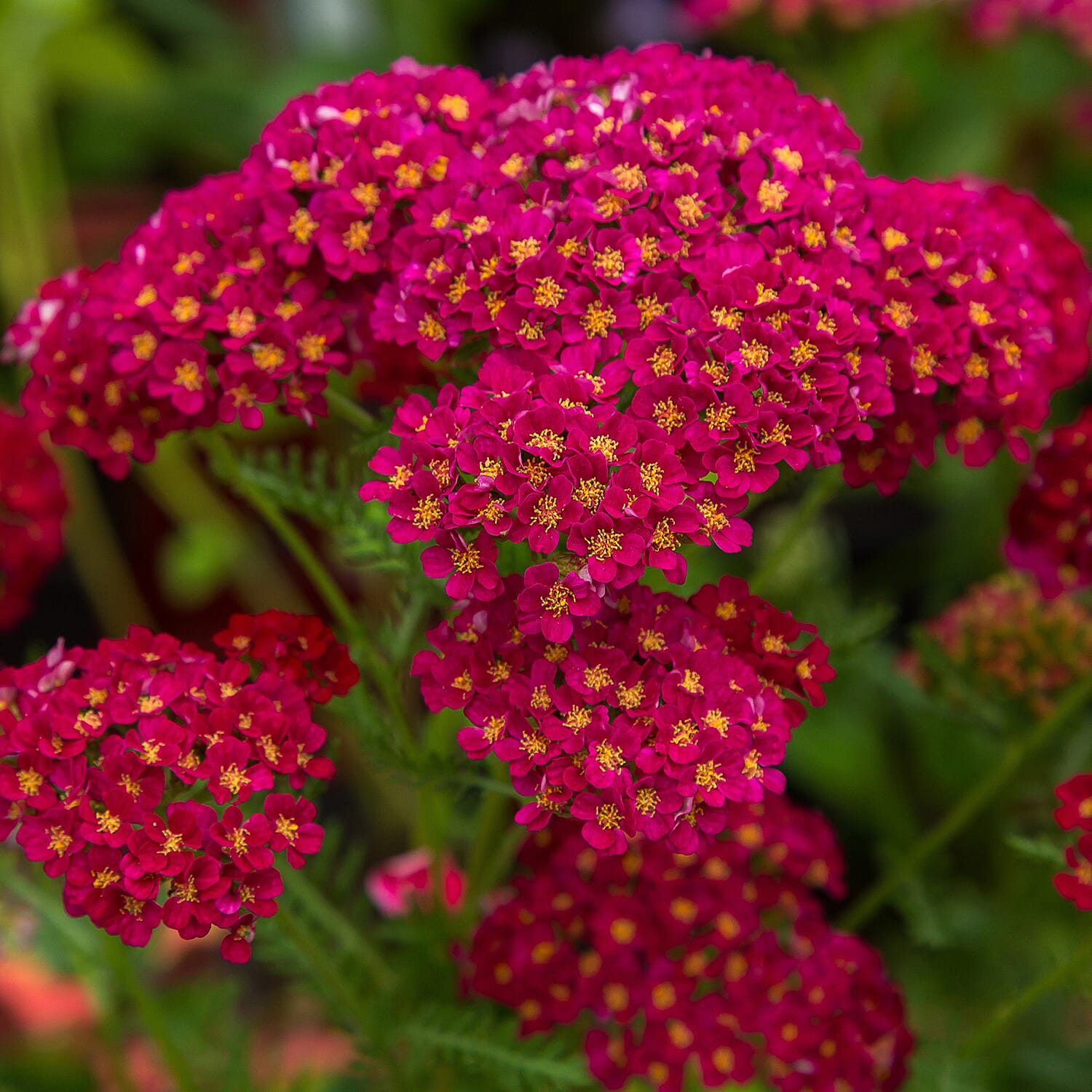 Collection of 12 Flowering Cottage Garden Plug Plants