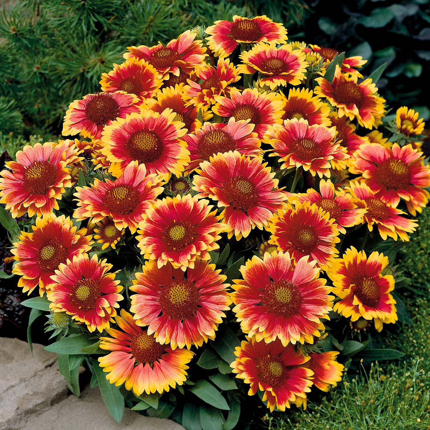 Collection of 12 Flowering Cottage Garden Plug Plants