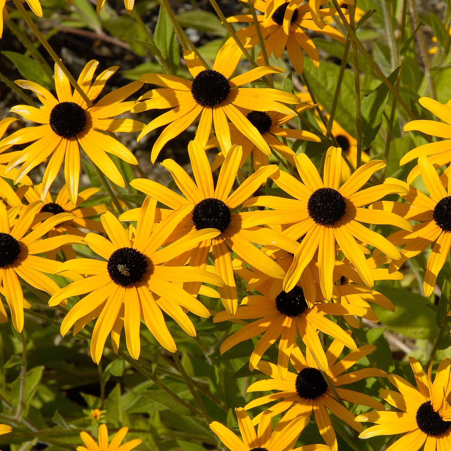 Collection of 12 Flowering Cottage Garden Plug Plants