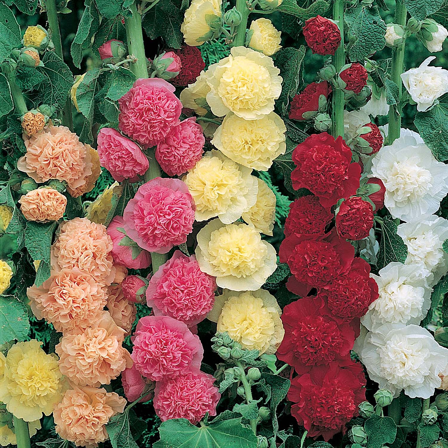 Collection of 12 Flowering Cottage Garden Plug Plants