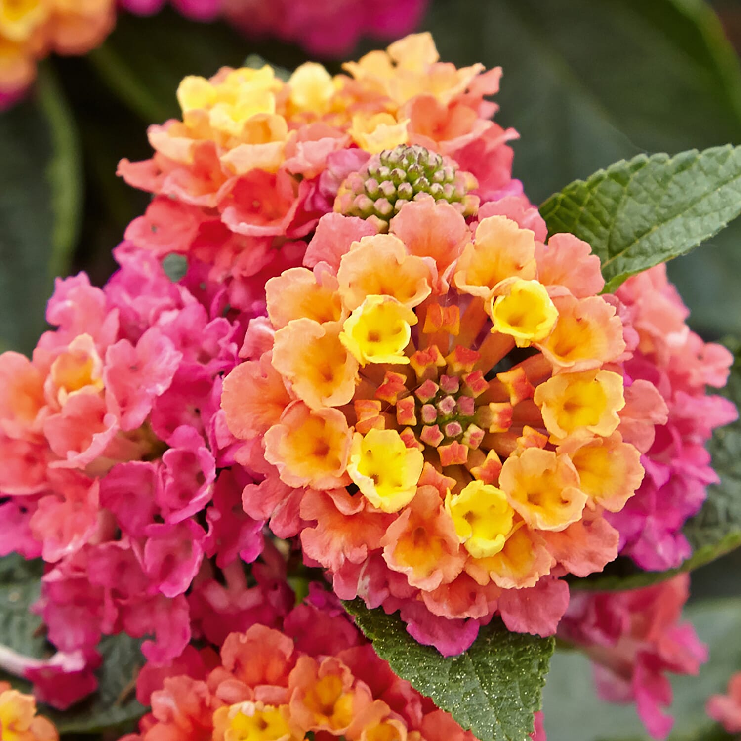 Lantana Evita Rose Plug x 12