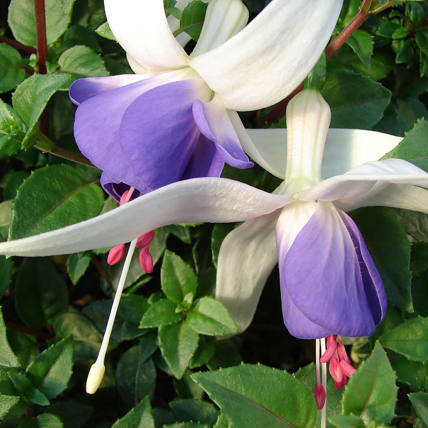 Collection of 6 Hardy Fuchsia in 9cm Pots
