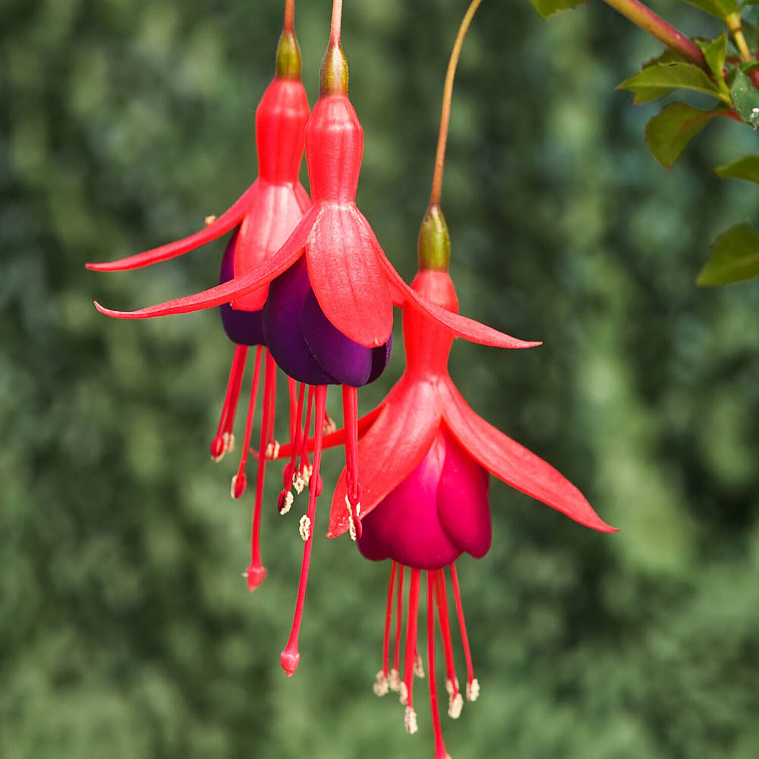 Collection of 6 Hardy Fuchsia in 9cm Pots