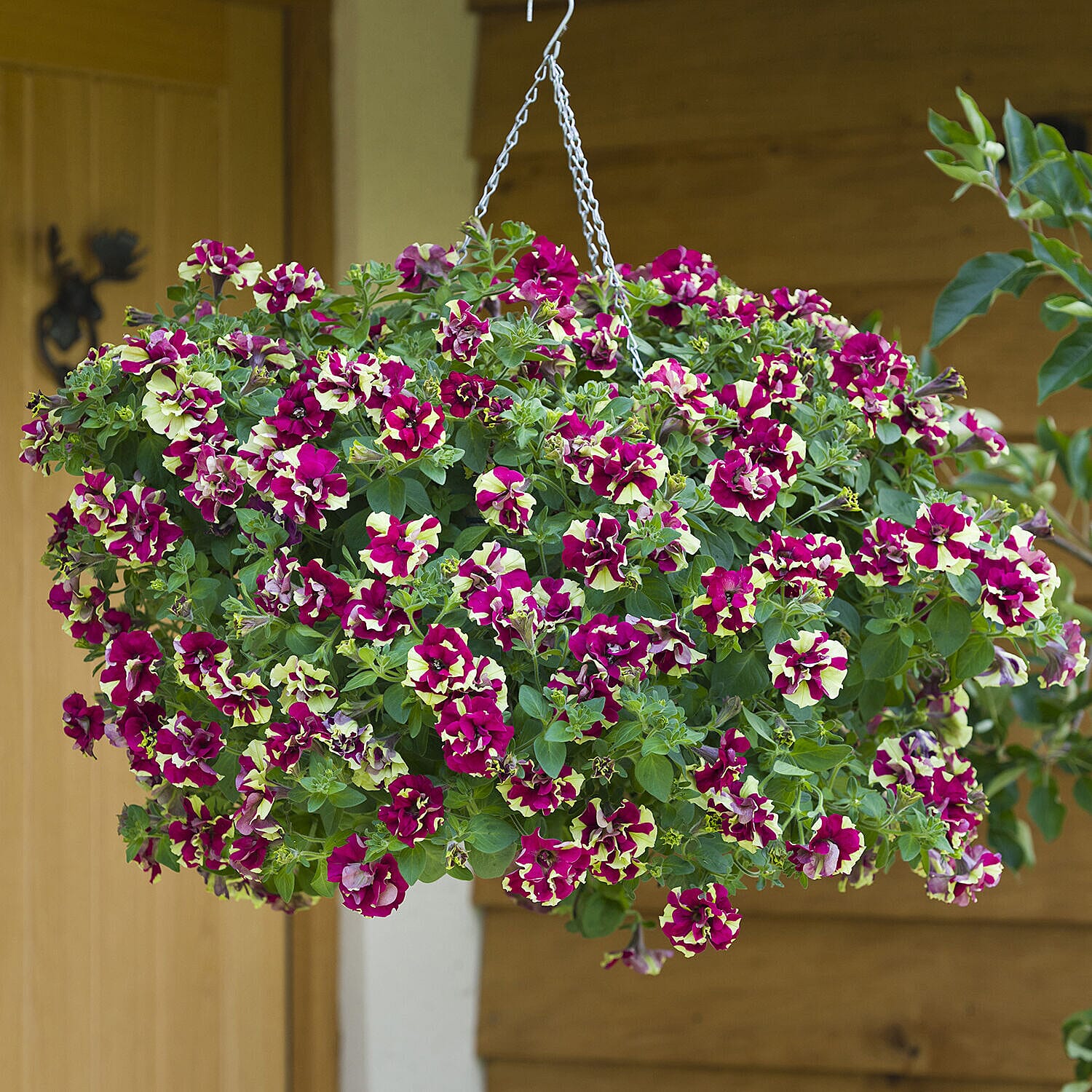 Petunia Tumbelina Crazy Ripple Plug x 6