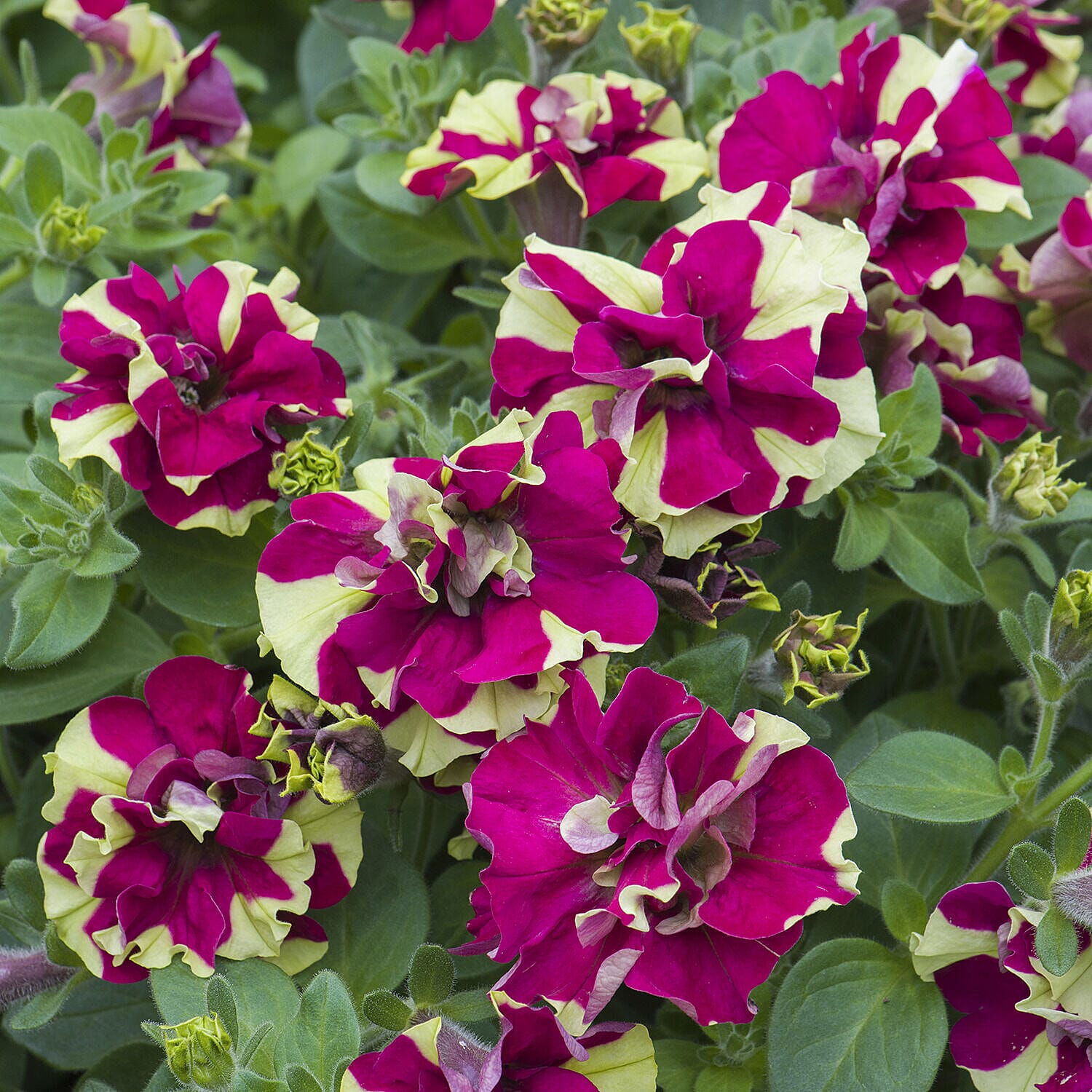 Petunia Tumbelina Crazy Ripple Plug x 6