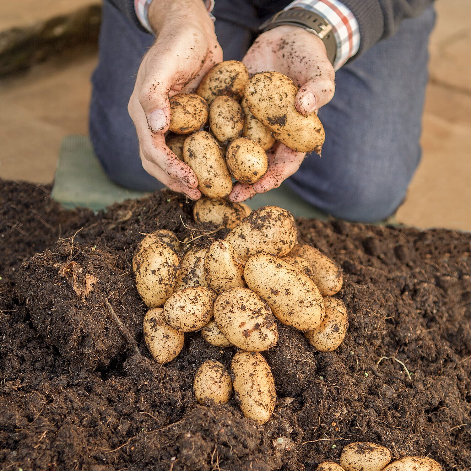 Complete Patio Potato Growing Kit Including Growing Pots, 3 Varieties of Seed Potatoes & 1kg Fertiliser