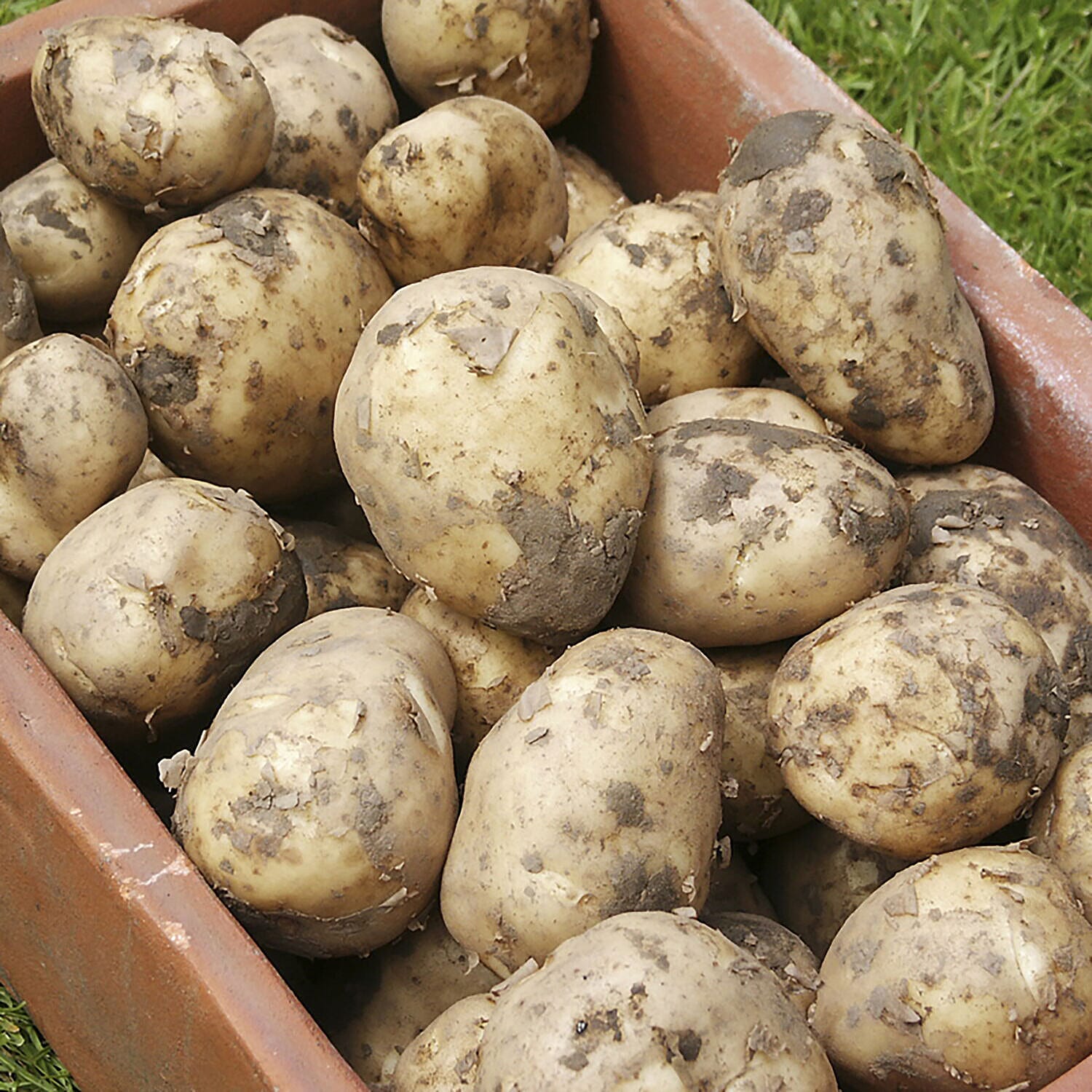 Complete Patio Potato Growing Kit Including Growing Pots, 3 Varieties of Seed Potatoes & 1kg Fertiliser