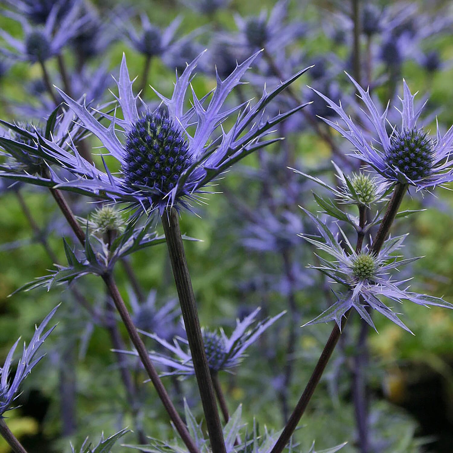 Eryngium Lapis Blue 9cm x 3