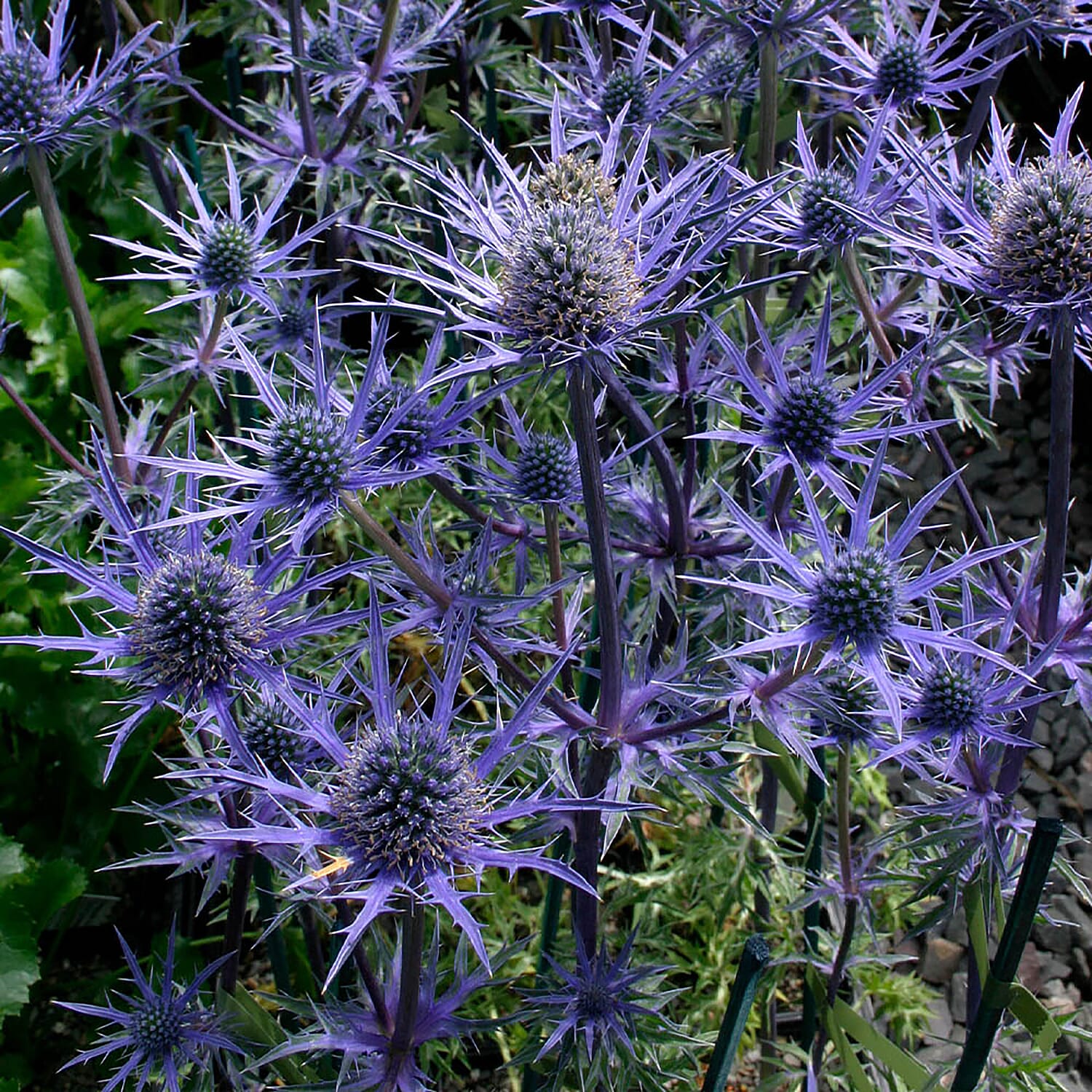 Eryngium Lapis Blue 9cm x 3