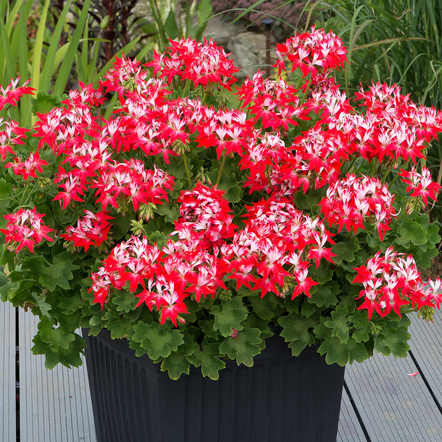 Image of Geranium summer plug plant