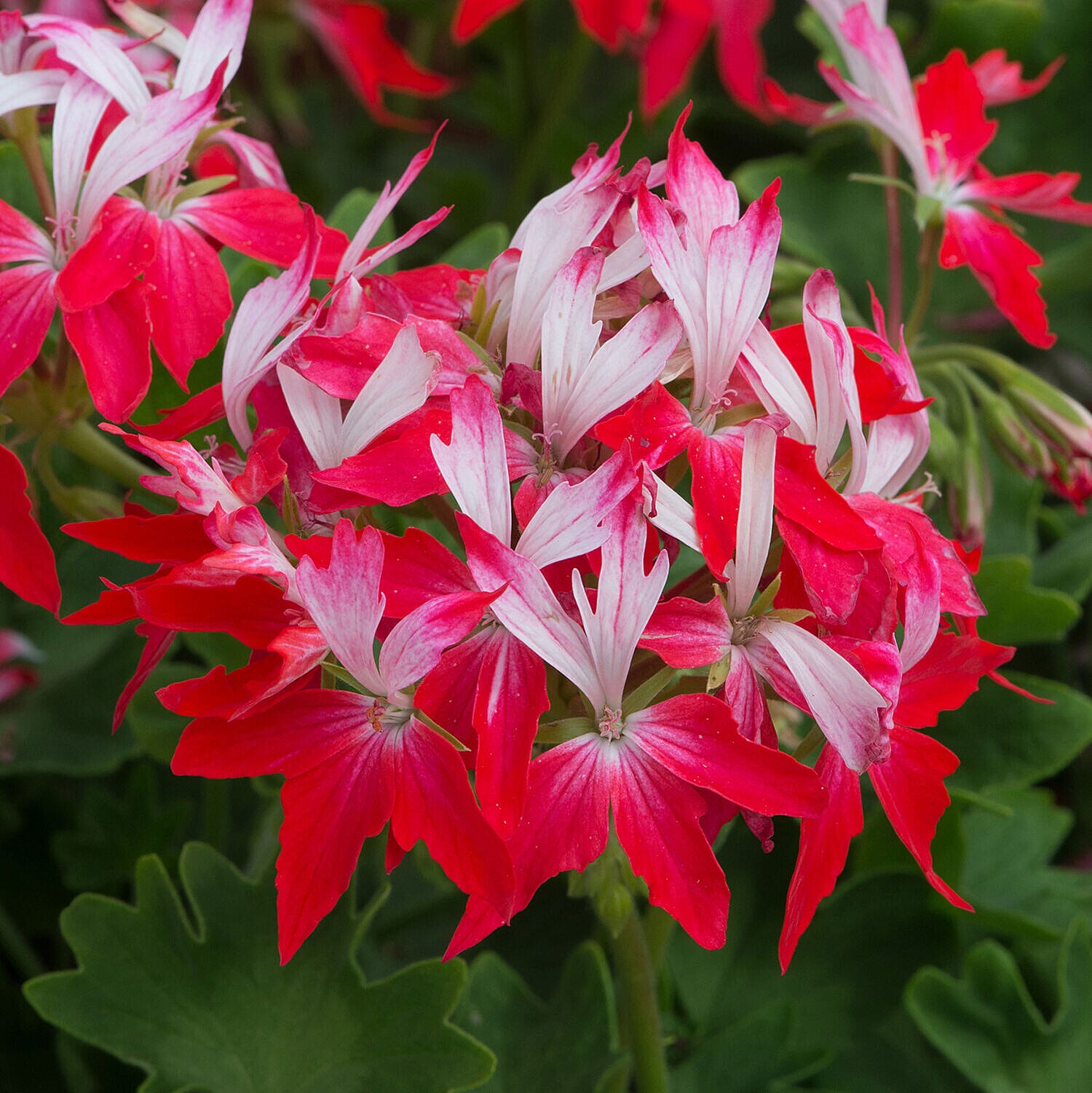 Geranium Summer Twist Plug x 12